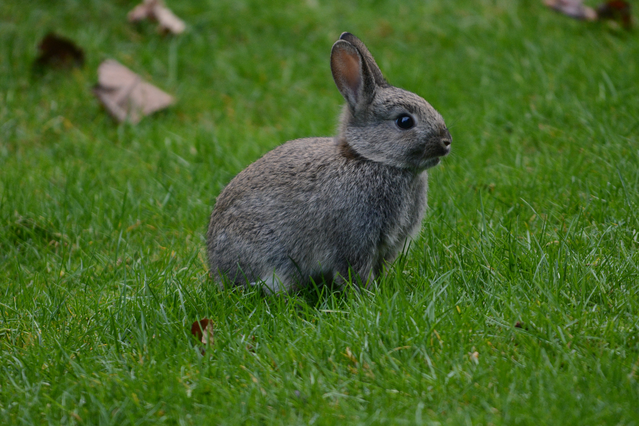 Sigma 150-500mm F5-6.3 DG OS HSM sample photo. Young bunny photography