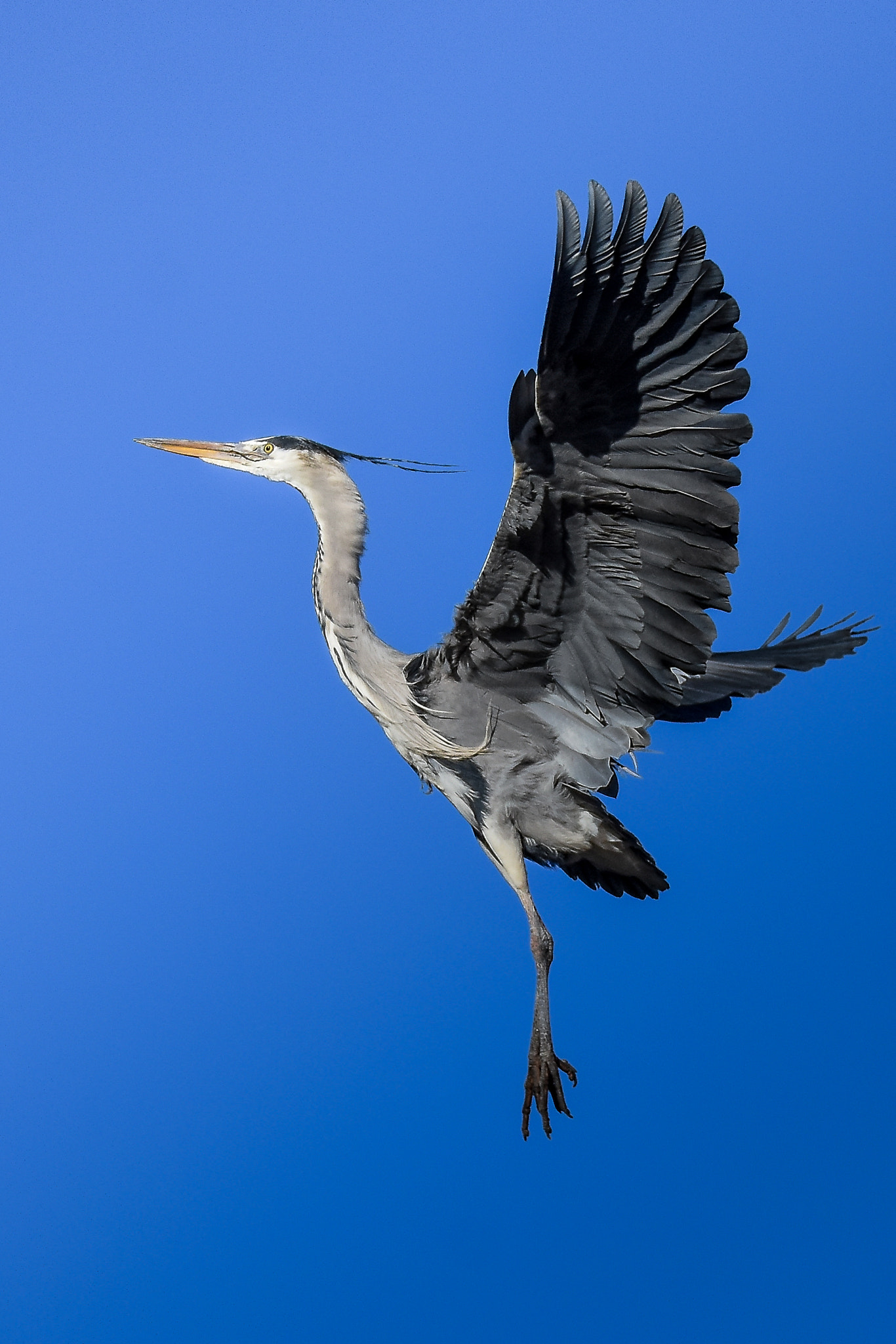 Nikon D7200 + Sigma 150-600mm F5-6.3 DG OS HSM | S sample photo. Heron photography