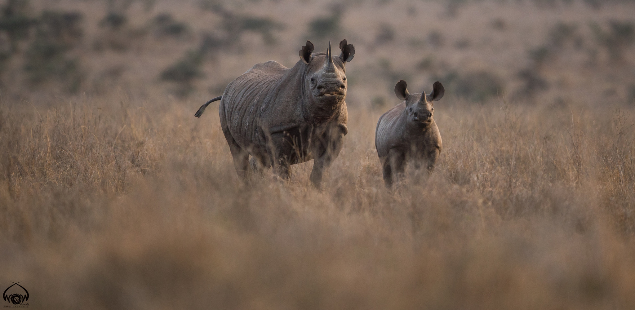 Canon EF 400mm F2.8L IS II USM sample photo. Beautiful mama and toto black rhinoceros photography