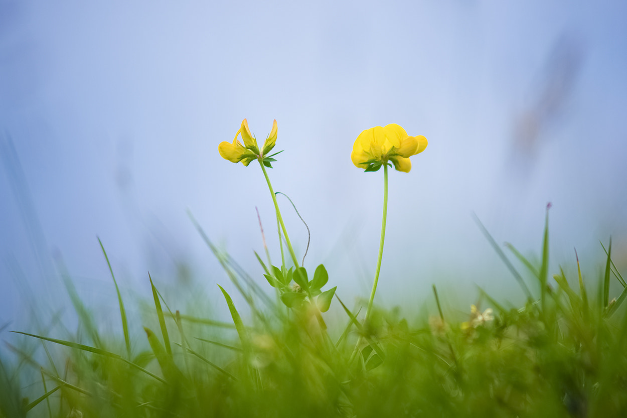 Sony Alpha DSLR-A850 + Minolta AF 70-210mm F4 Macro sample photo. Summer wild flower photography