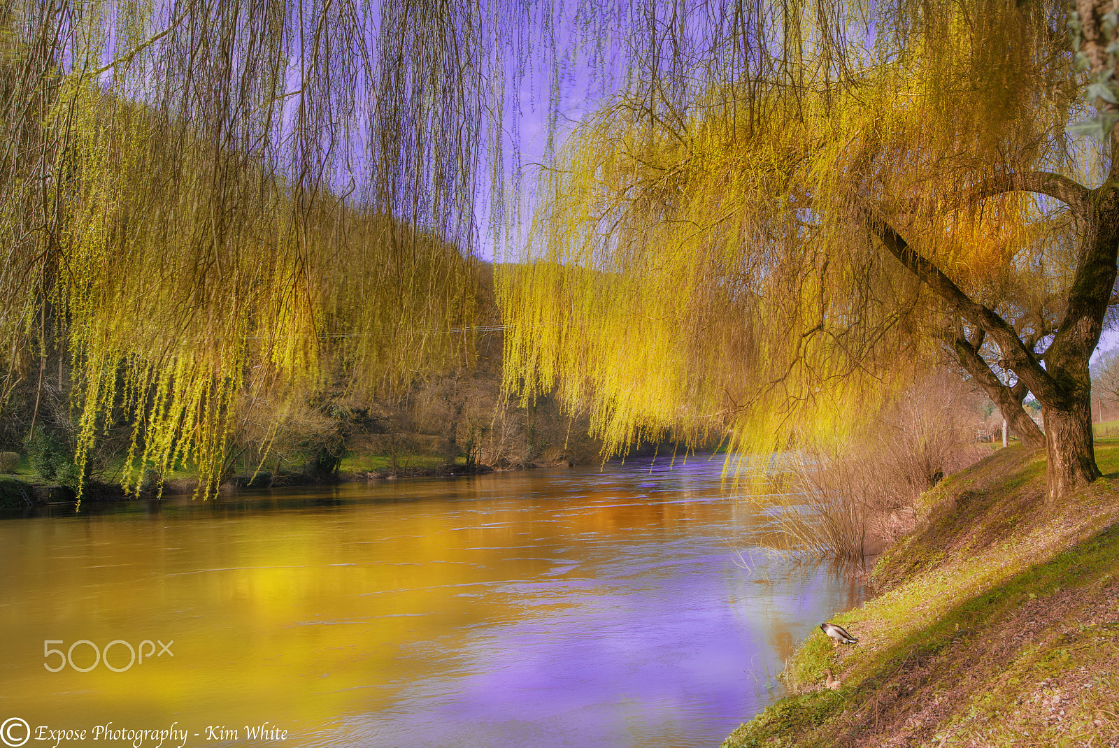 Nikon D500 sample photo. Shade of a willow photography