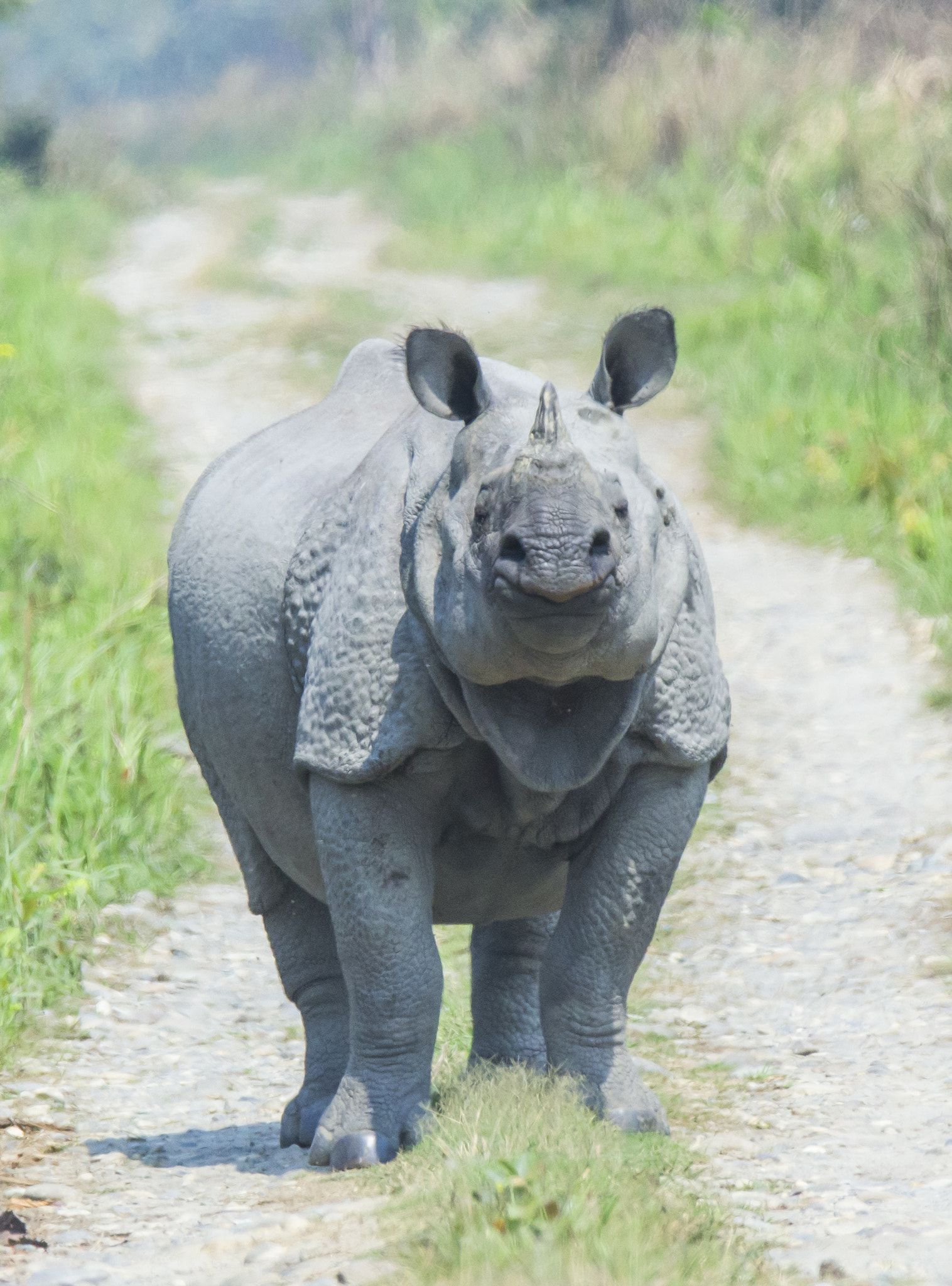 Tamron SP 150-600mm F5-6.3 Di VC USD sample photo. Portrait of one horned rhino, the pride of assam photography