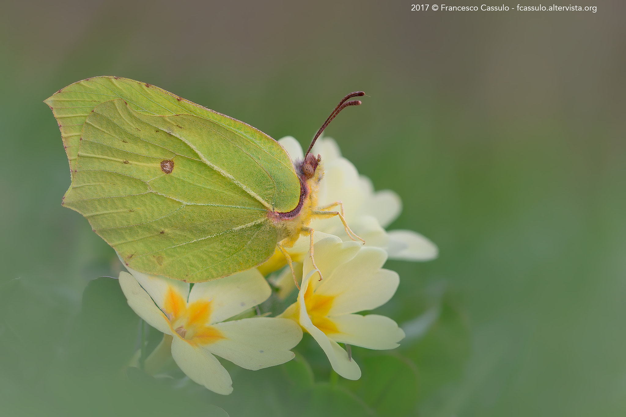 Sigma 105mm F2.8 EX DG OS HSM sample photo. Gonepteryx rhamni (linnaeus, 1758) photography