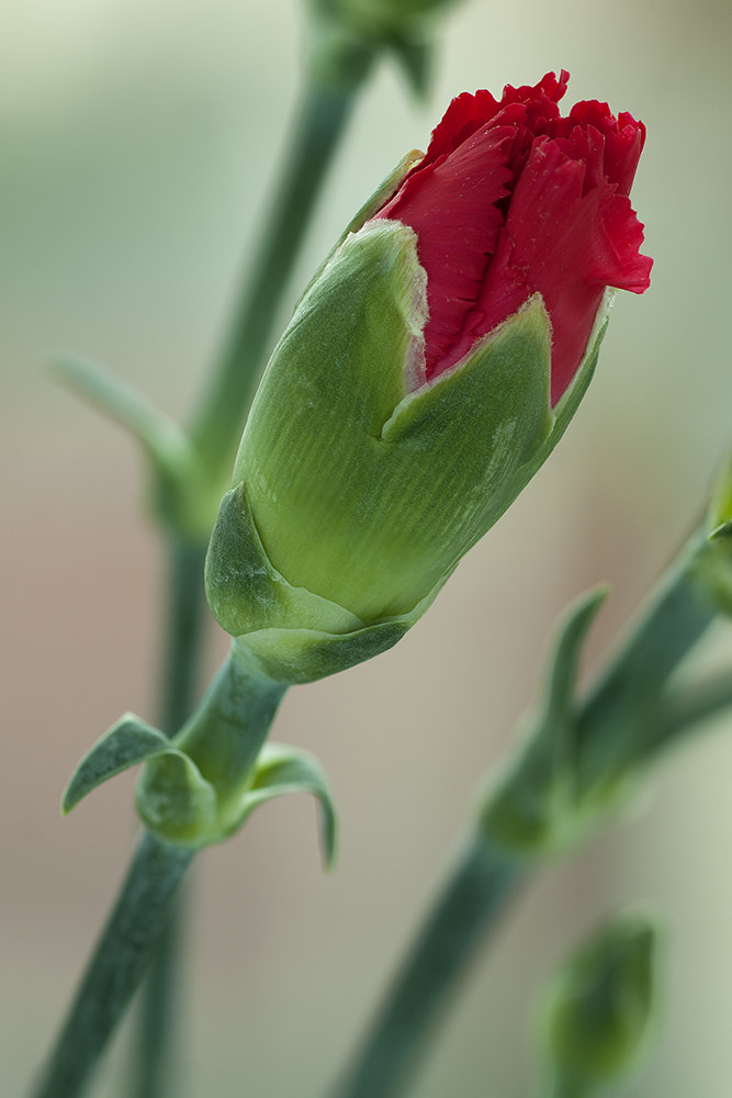 Canon EOS 40D + Tamron SP AF 90mm F2.8 Di Macro sample photo. Time can't change me photography