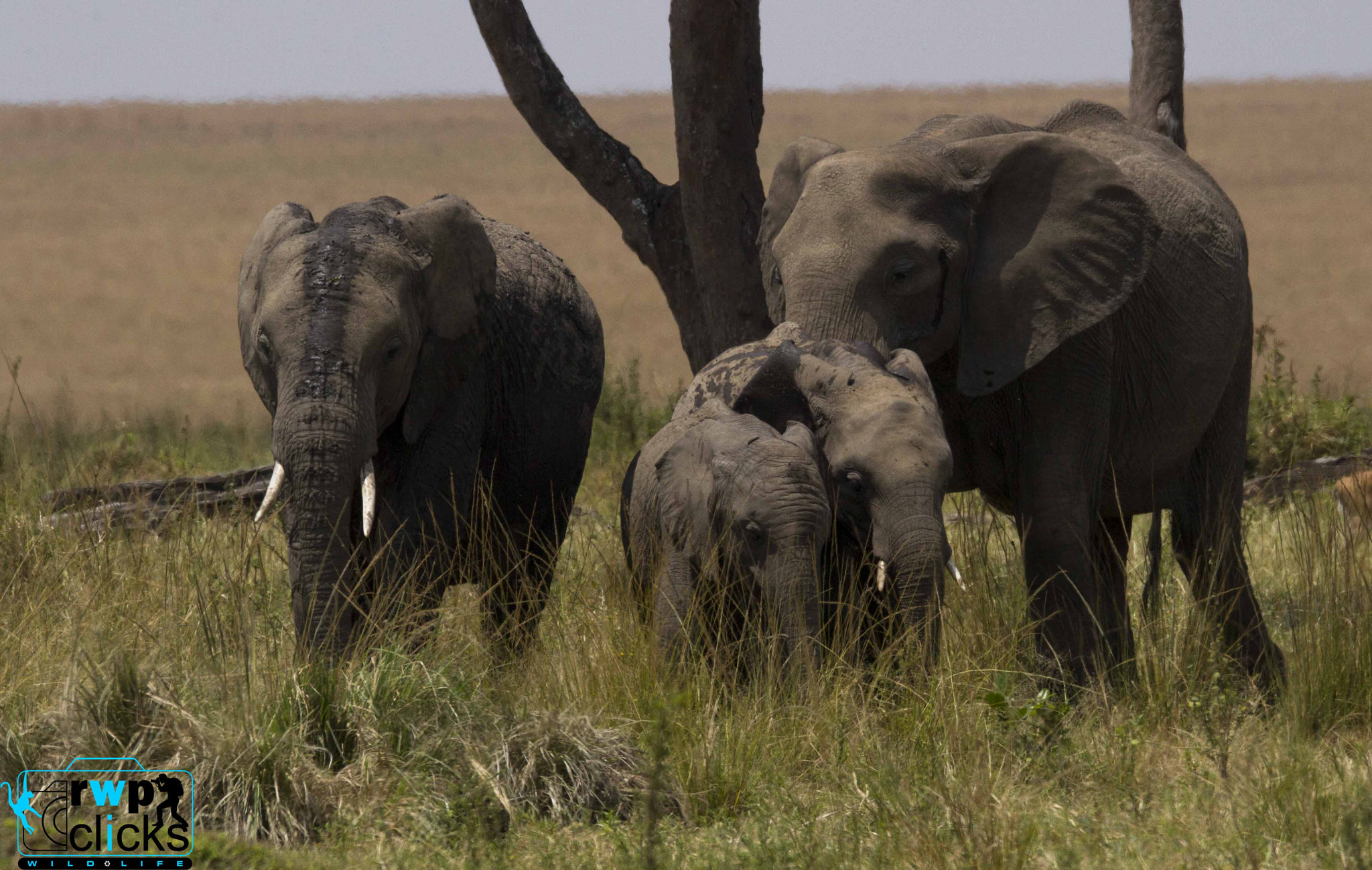150-600mm F5-6.3 DG OS HSM | Sports 014 sample photo. Elephant family  photography