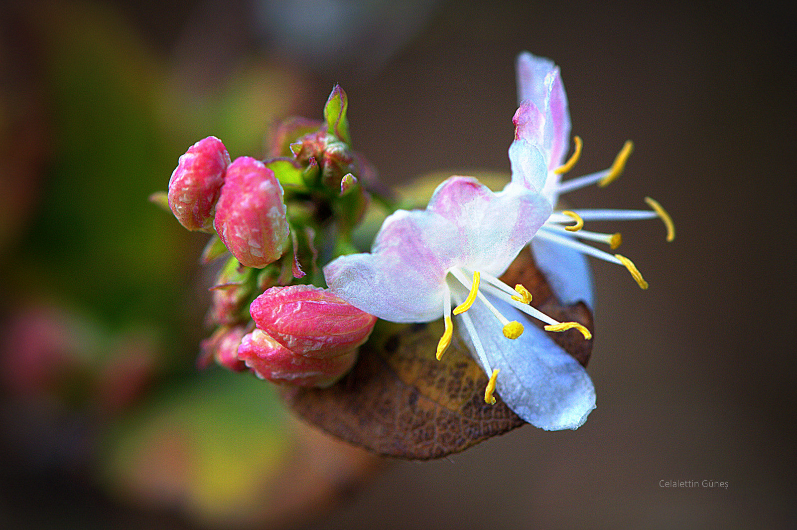 Nikon AF-S Micro-Nikkor 105mm F2.8G IF-ED VR sample photo. Fresh colors photography