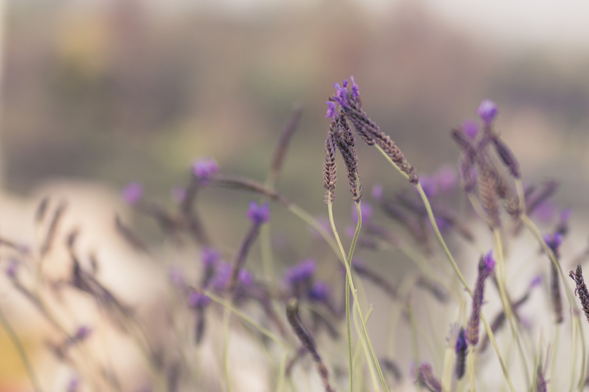 Canon EF 35-80mm f/4-5.6 sample photo. Floret photography