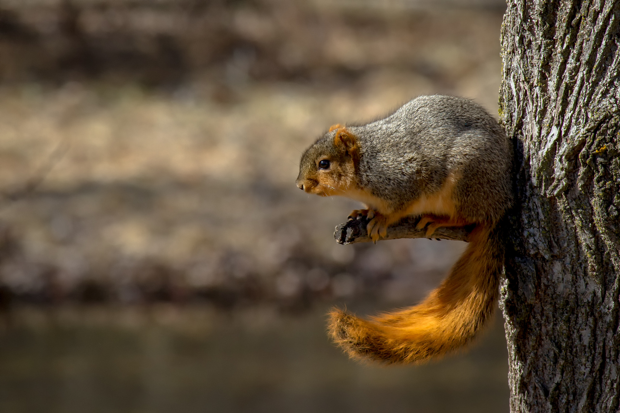 Canon EOS 7D + Canon EF-S 55-250mm F4-5.6 IS STM sample photo. Squirrel 170308 photography
