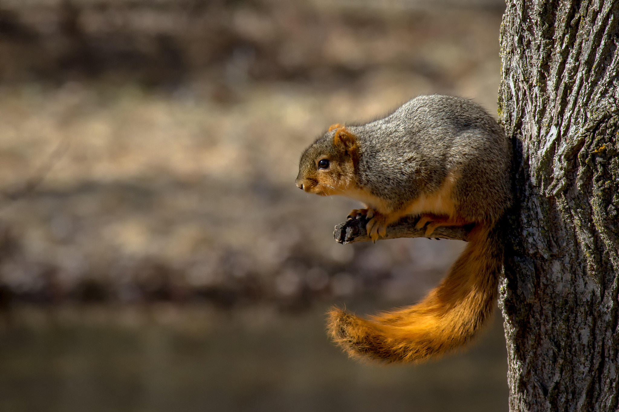 Canon EF-S 55-250mm F4-5.6 IS STM sample photo. Squirrel 170308 photography