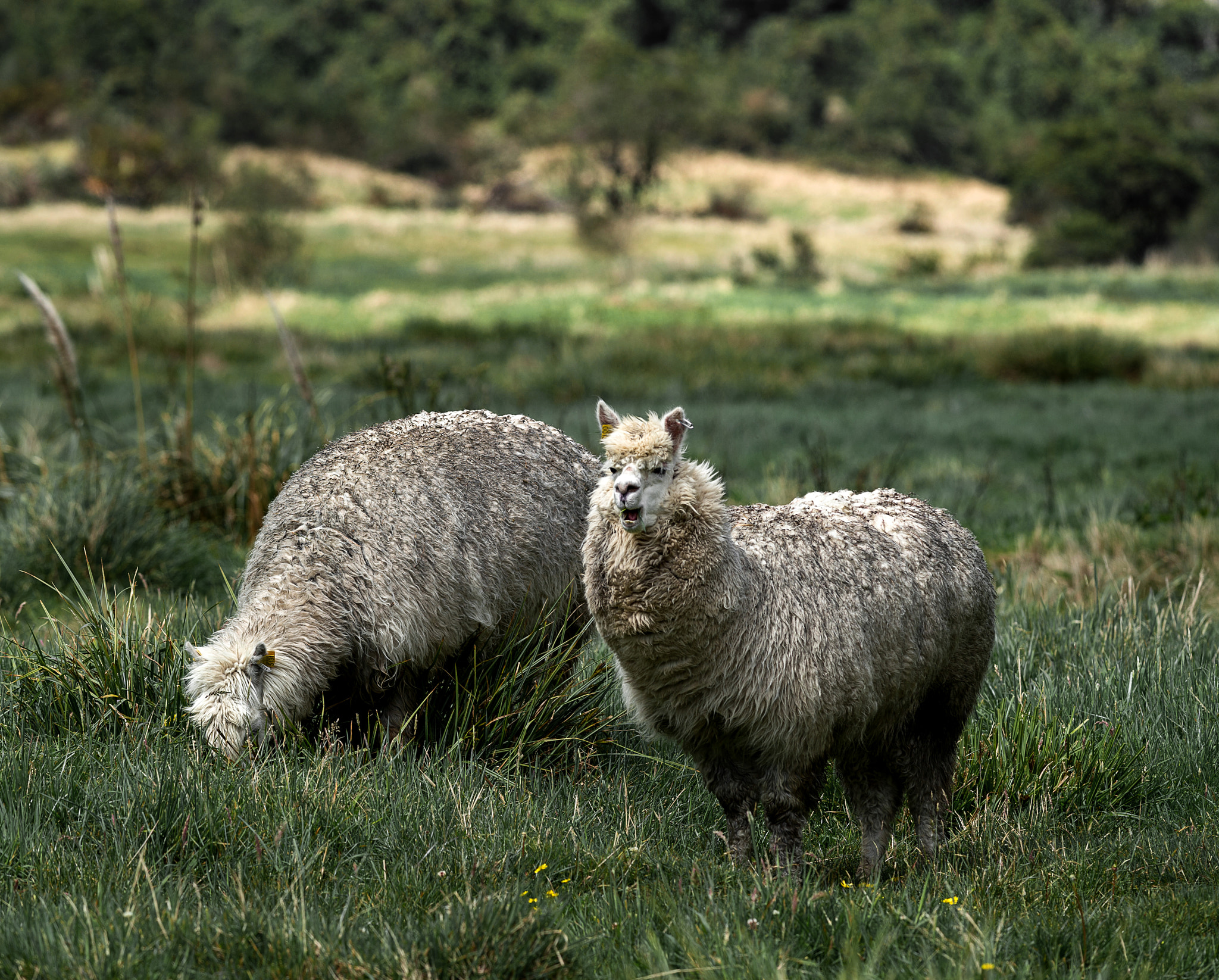 Nikon D4S + Nikon AF-S Nikkor 300mm F4D ED-IF sample photo. Two lamas photography