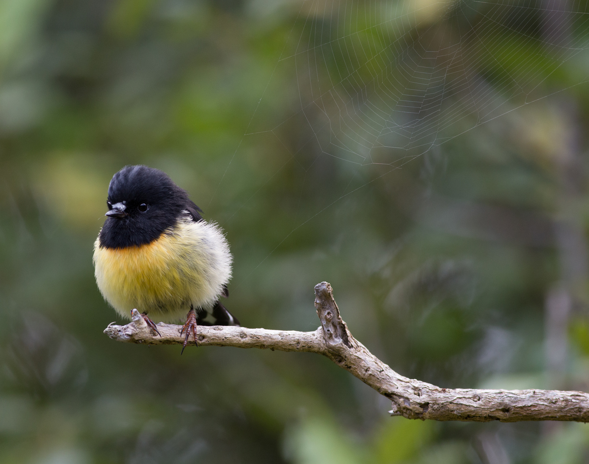 Canon EOS 6D sample photo. Tomtit with spiderweb (2) photography