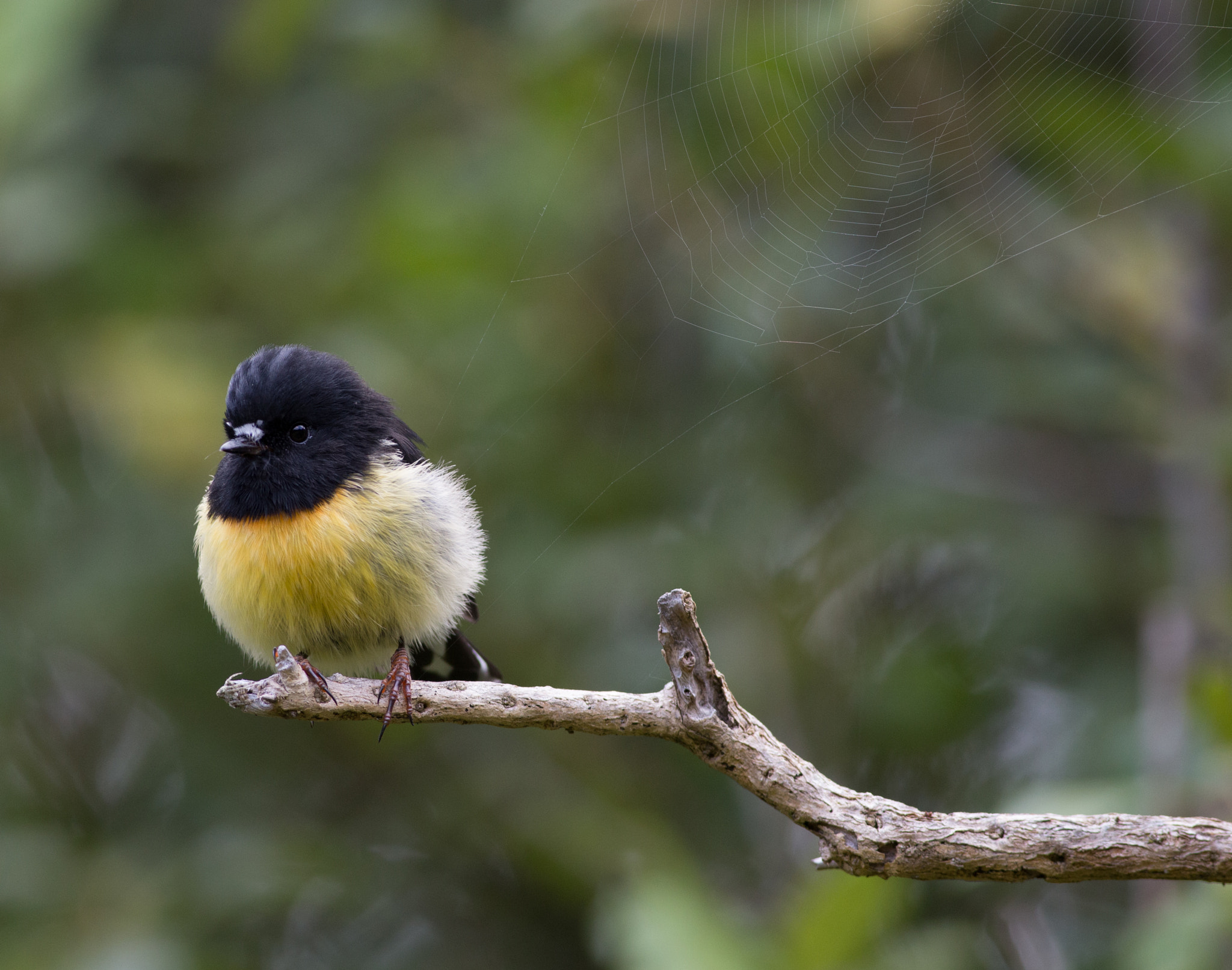 Canon EOS 6D + Canon EF 400mm F5.6L USM sample photo. Tomtit with spiderweb (2) photography