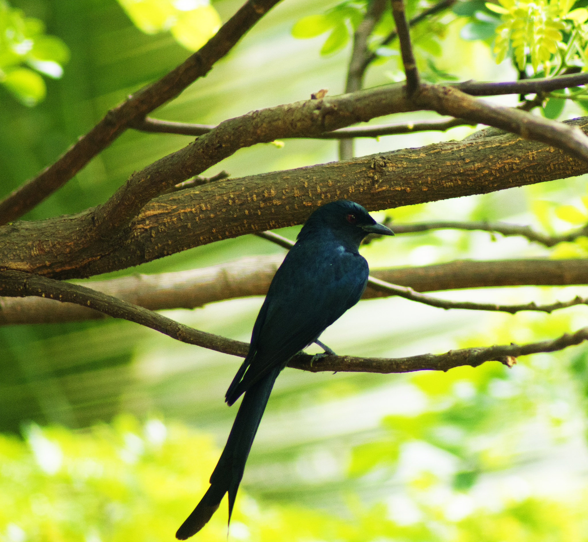 Canon EF 75-300mm f/4-5.6 USM sample photo. The asian koel photography