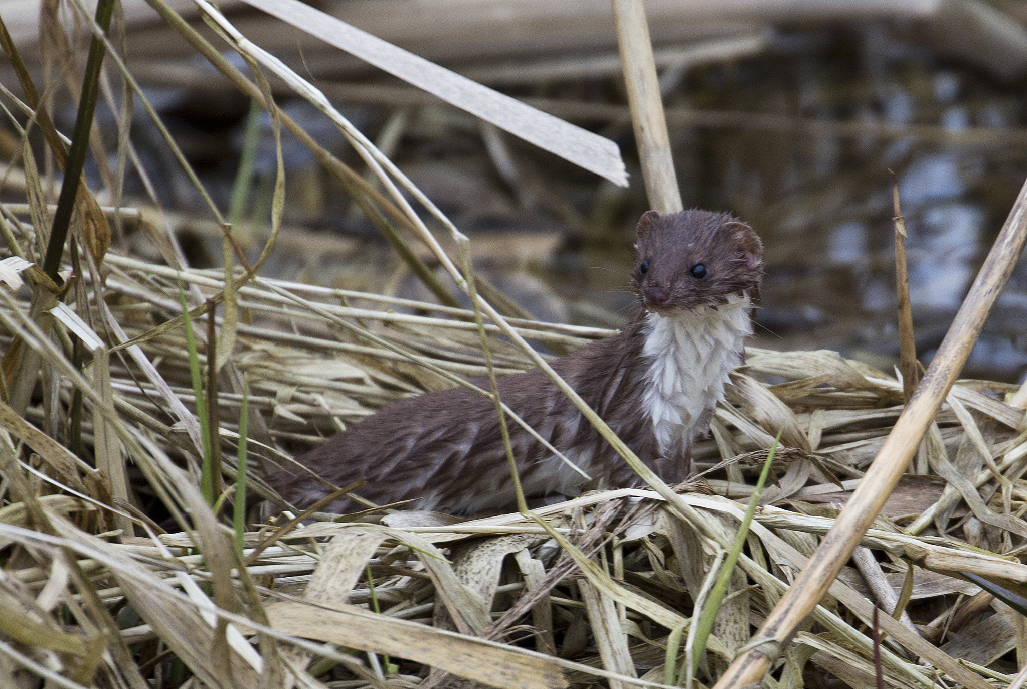 Canon EOS-1D X sample photo. Mustela nivalis least weasel photography