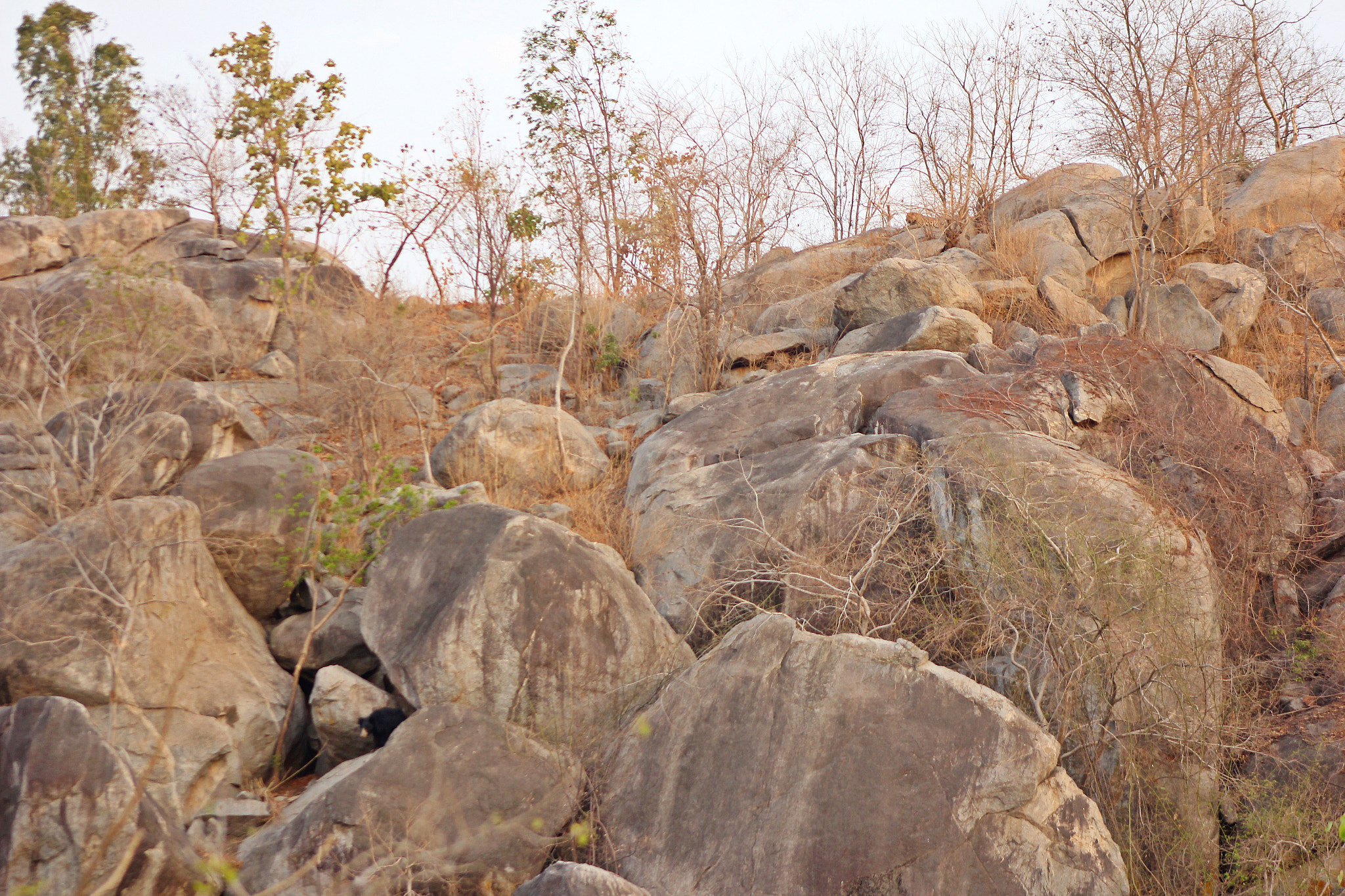 Canon EF 75-300mm f/4-5.6 USM sample photo. Sloth bear and leopard in a single frame photography