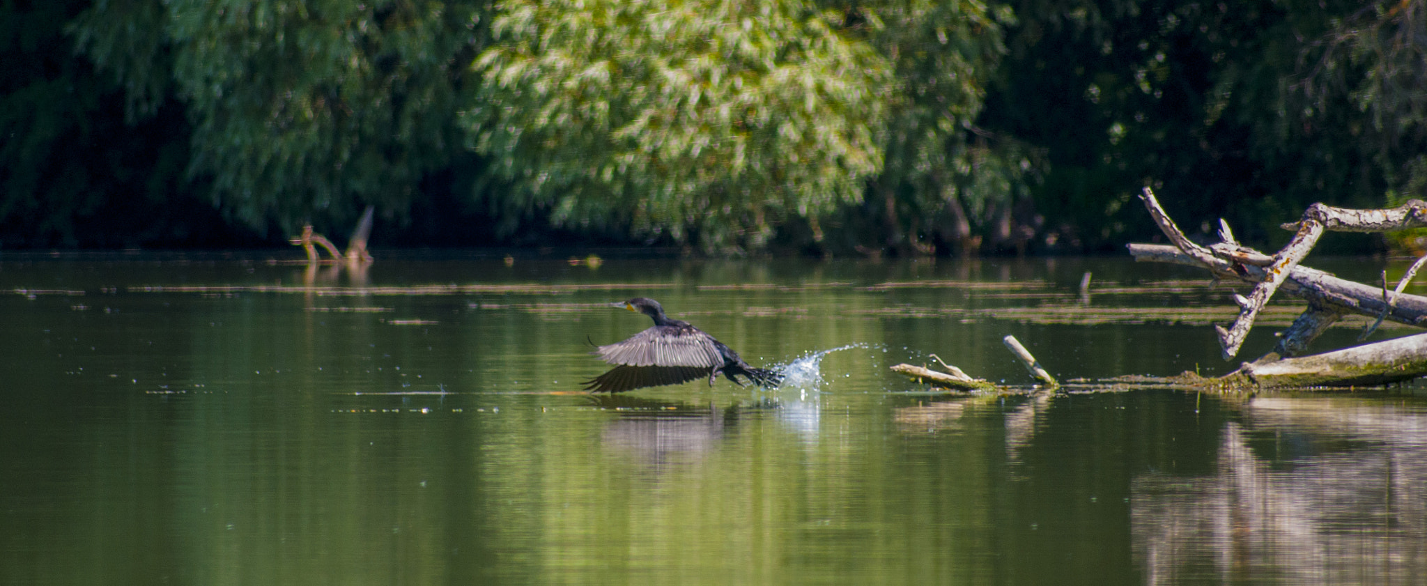 Sigma 70-300mm F4-5.6 APO DG Macro sample photo. River life on danube photography