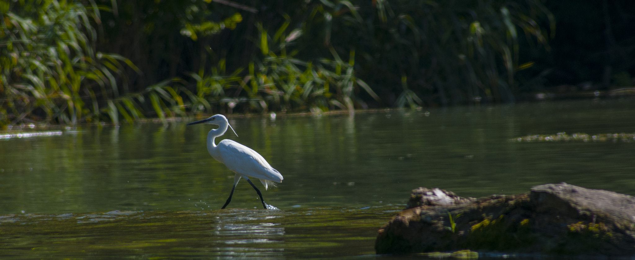 Sigma 70-300mm F4-5.6 APO DG Macro sample photo. River life on danube photography