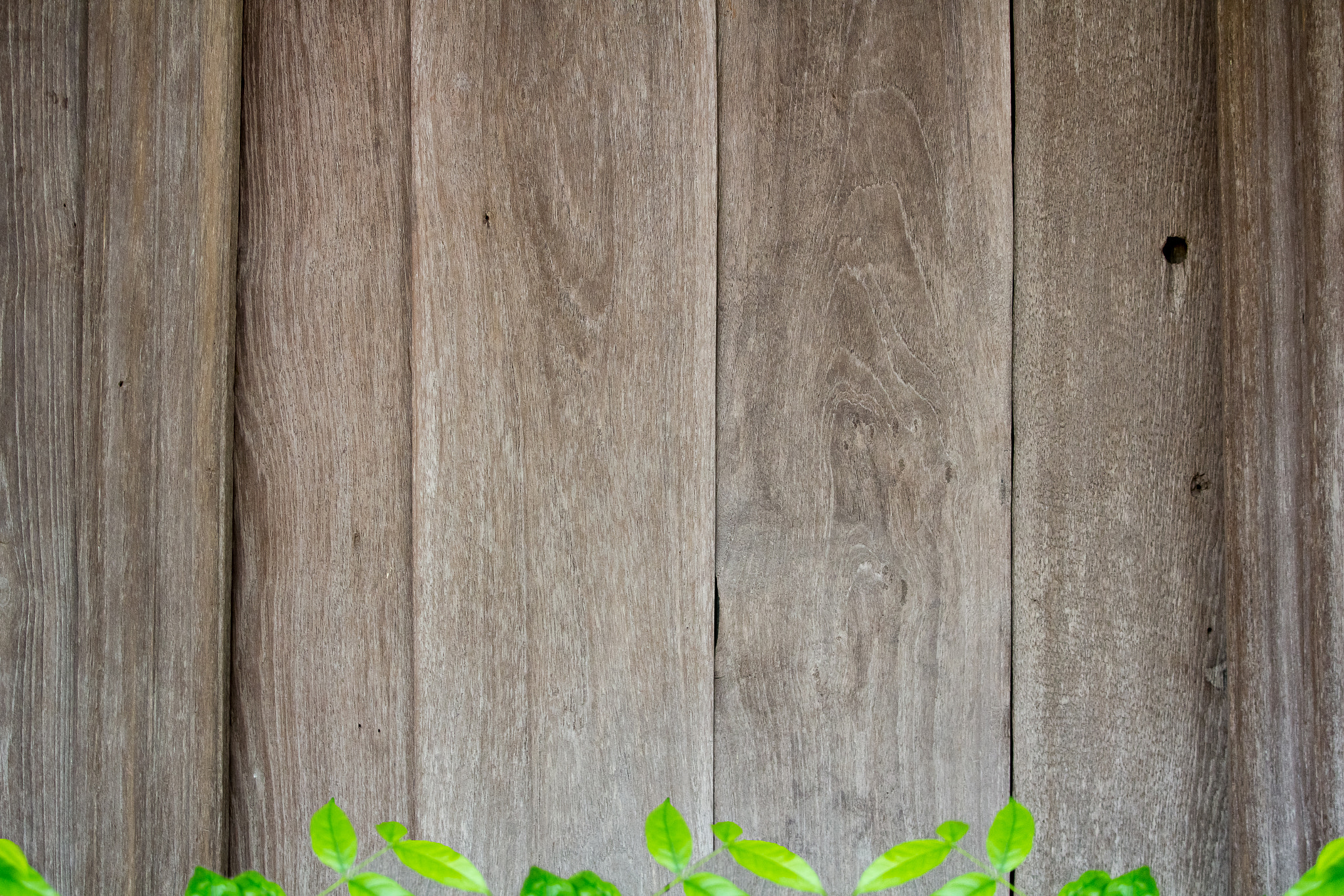 Canon EOS 60D + Canon EF 70-200mm F4L IS USM sample photo. Wood board surface texture for background. photography