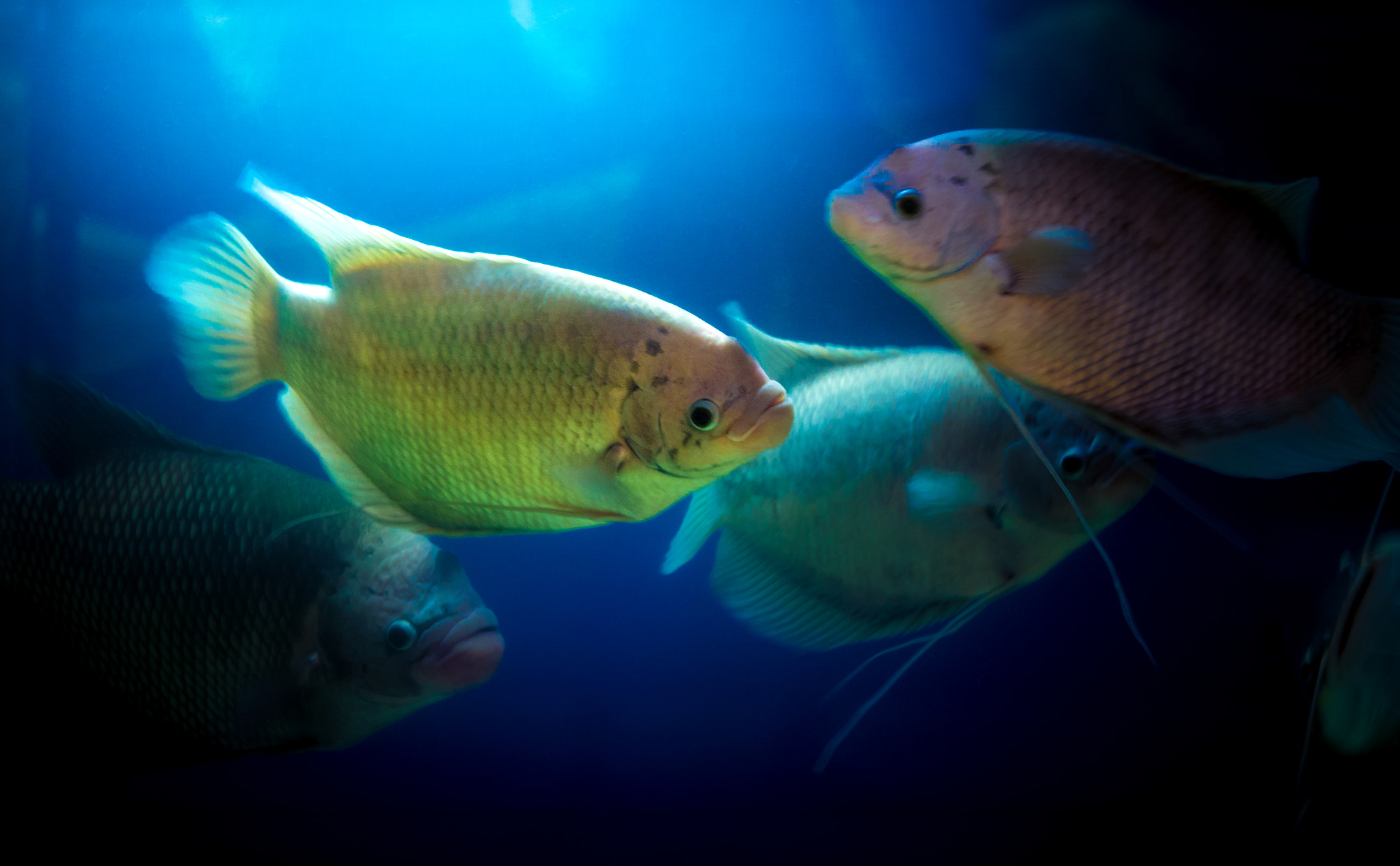 Canon EOS 60D + Canon EF 70-200mm F4L IS USM sample photo. Photo fish of giant gourami in blue water. photography