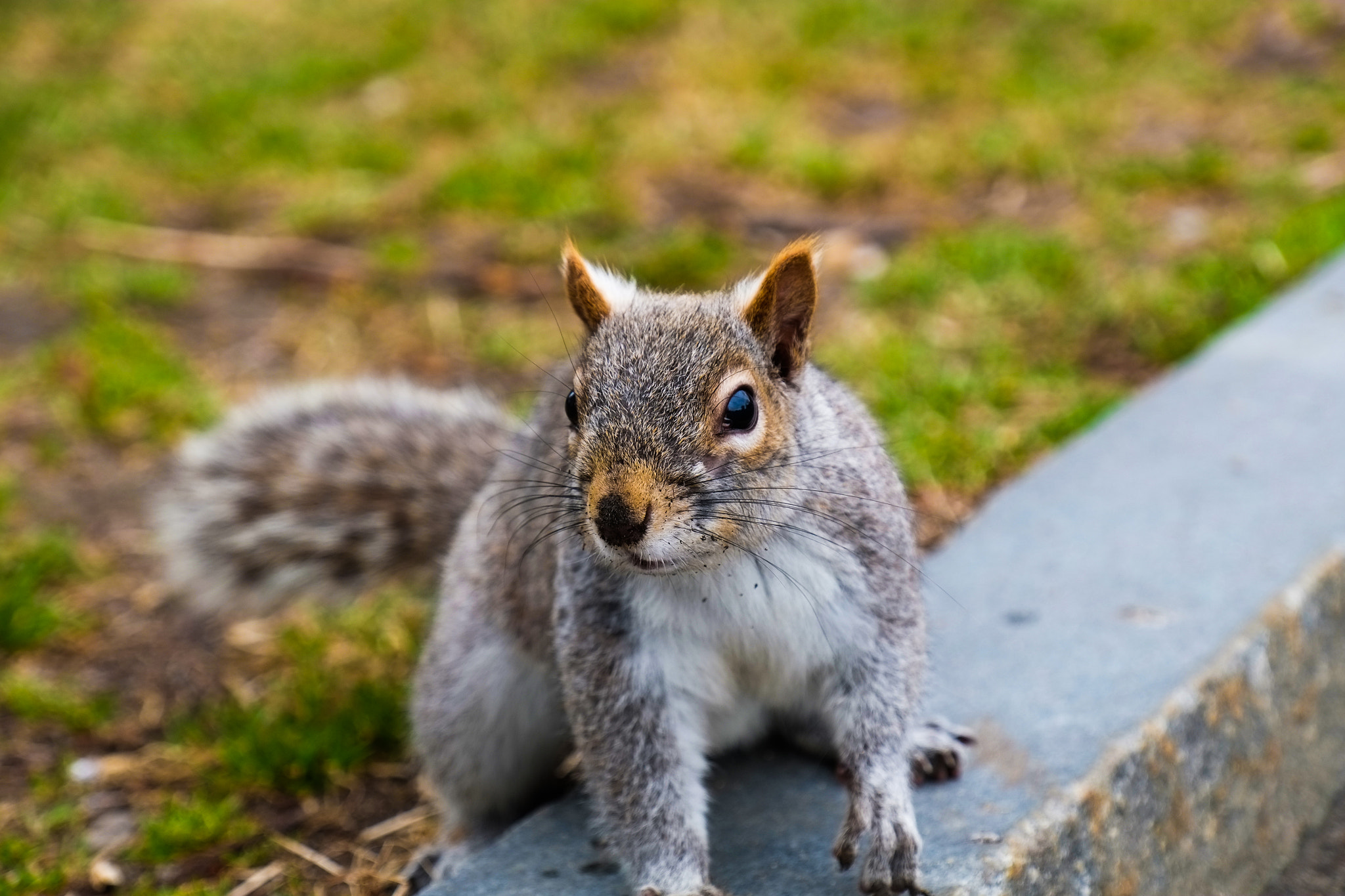 Fujifilm X-E1 + Fujifilm XF 18-135mm F3.5-5.6 R LM OIS WR sample photo. Curious little fella photography