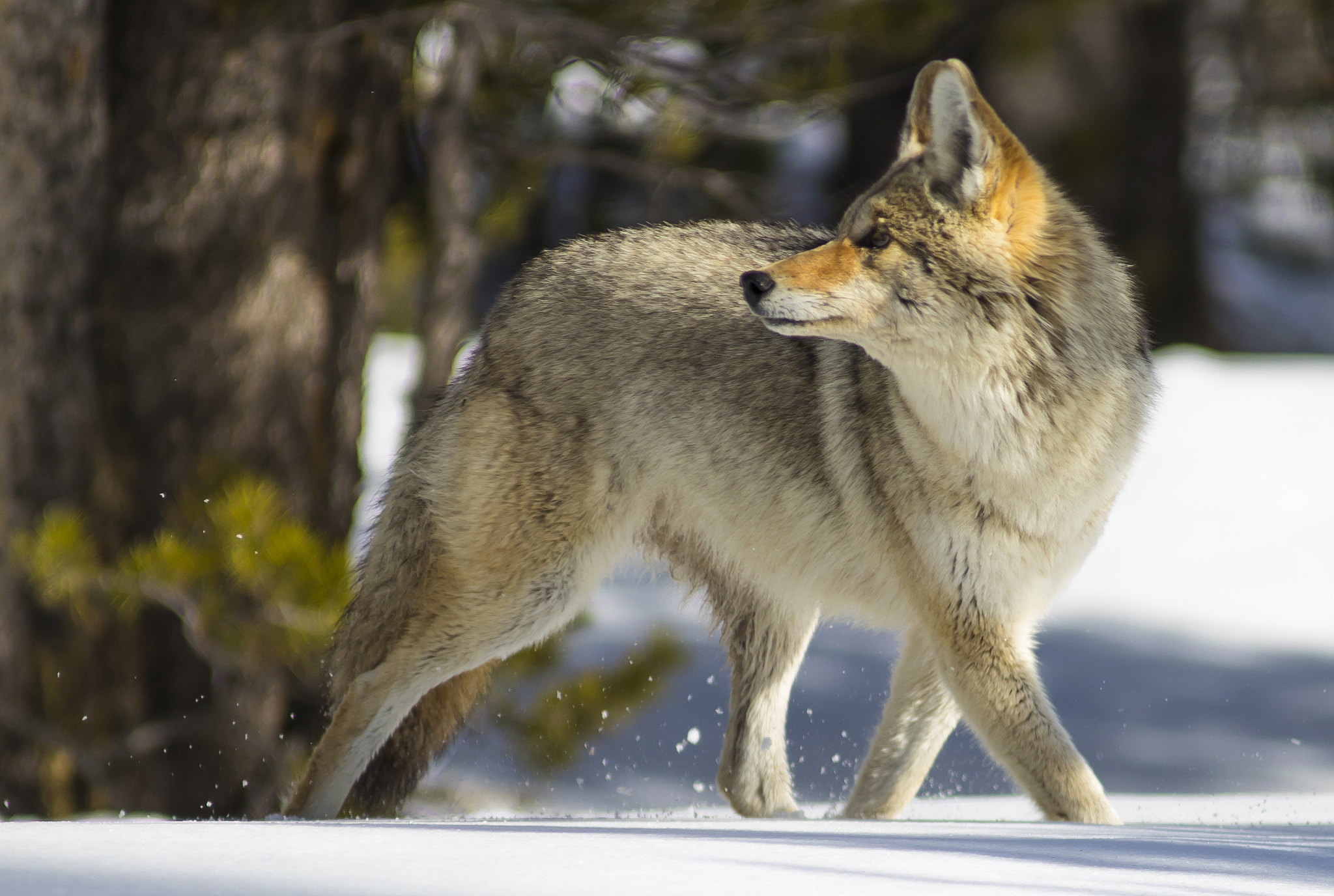 Canon EF 200mm F2.8L II USM sample photo. Coyote roaming yellowstone np photography
