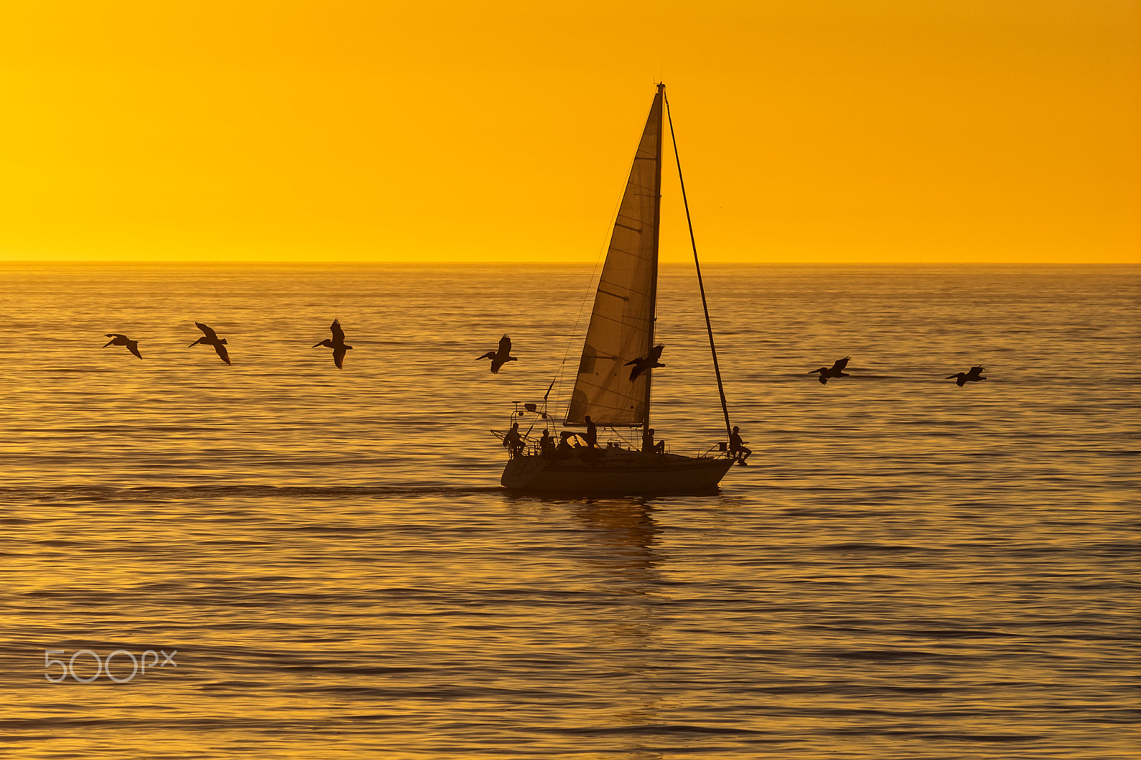Nikon D500 sample photo. Pelicans fly by a sailboat in oceanside - march 9, 2017 photography