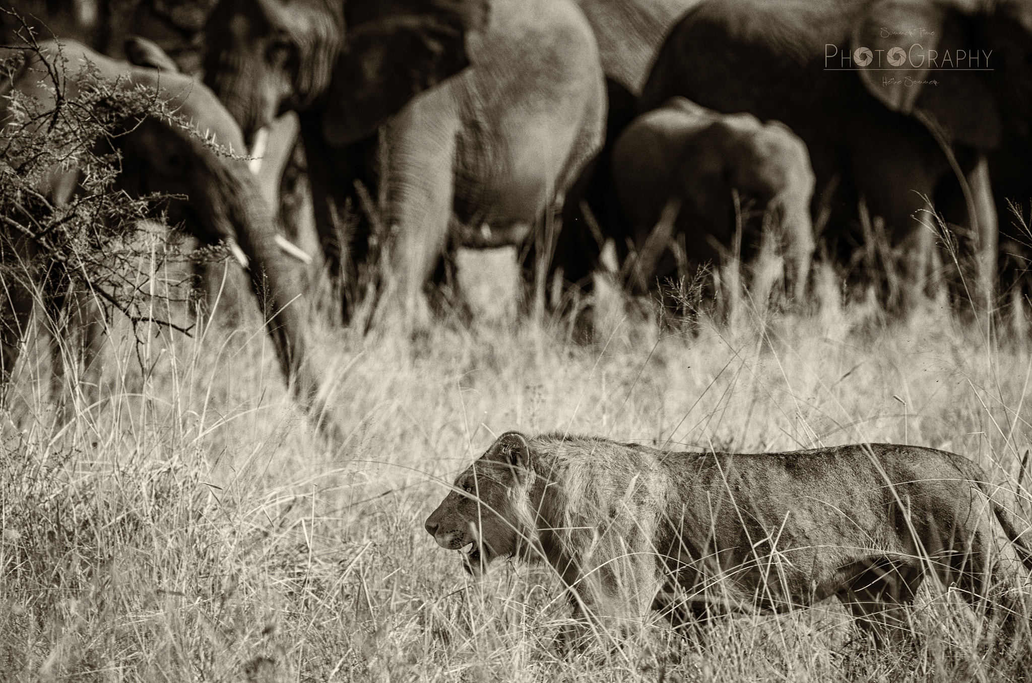 Pentax smc DA* 300mm F4.0 ED (IF) SDM sample photo. Serengeti scene photography
