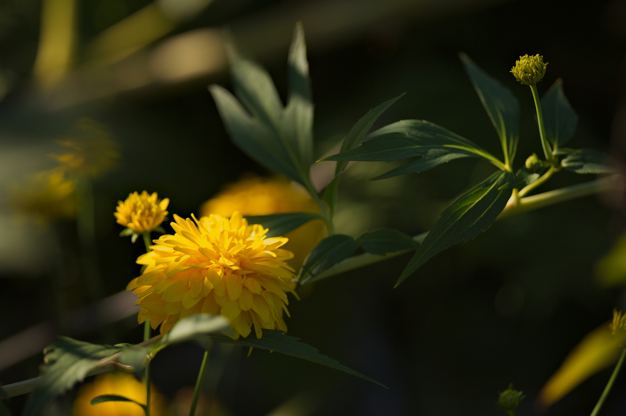 Canon EOS 5D + Sigma 105mm F2.8 EX DG Macro sample photo. Img_2762.jpg photography