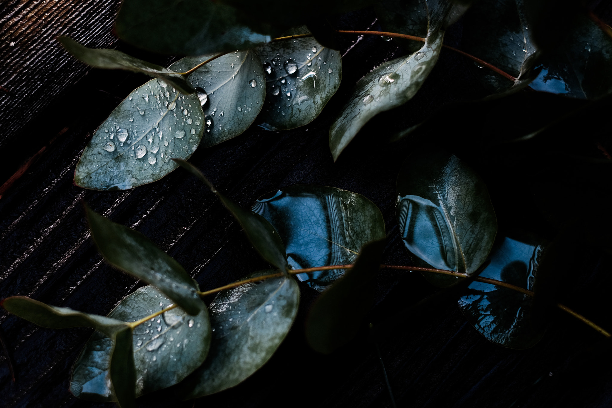 Fujifilm X-E2 + Fujifilm XF 35mm F1.4 R sample photo. Re-leaf photography