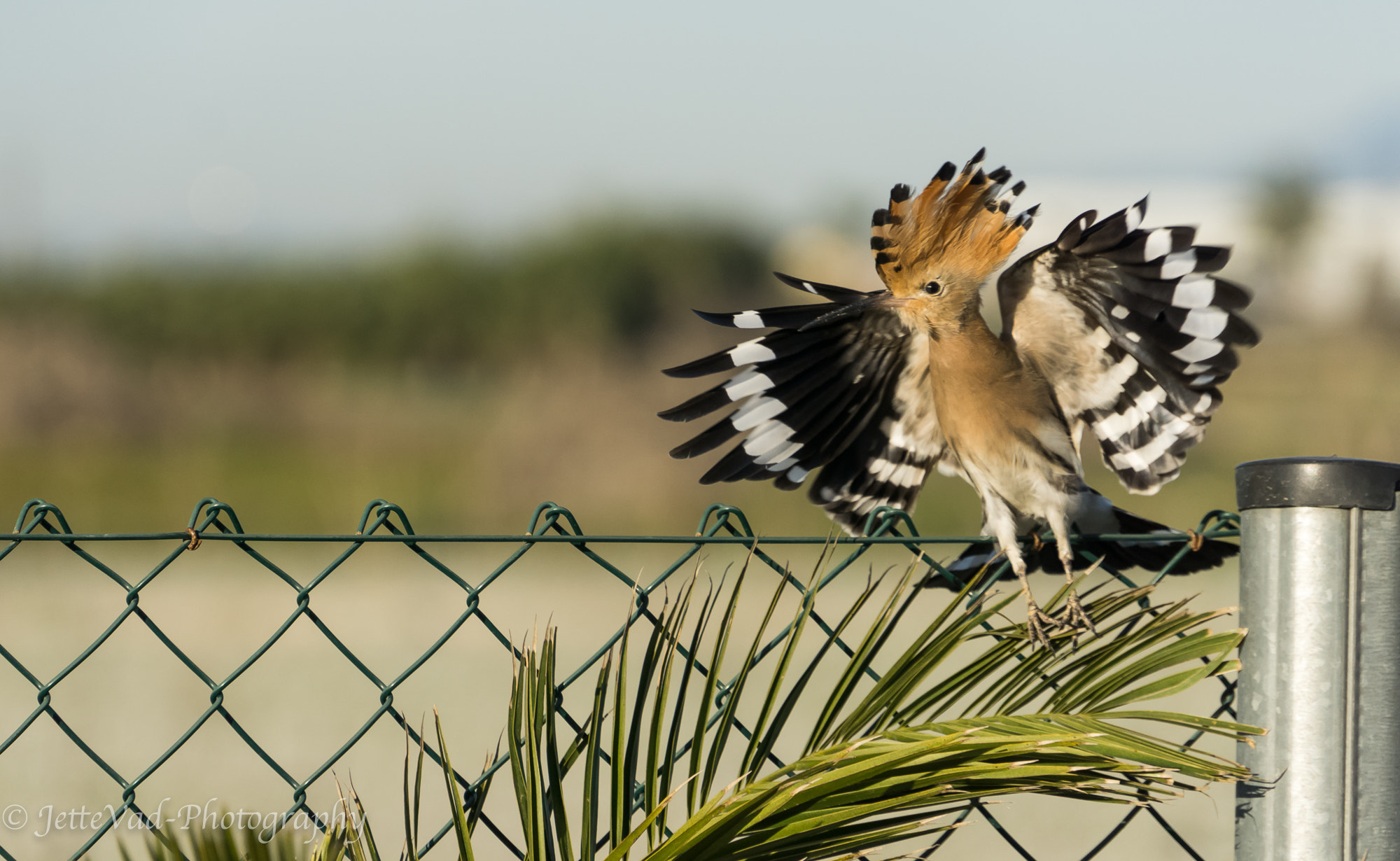 Sony E 18-200mm F3.5-6.3 OSS sample photo. Eurasian-hoopoe photography