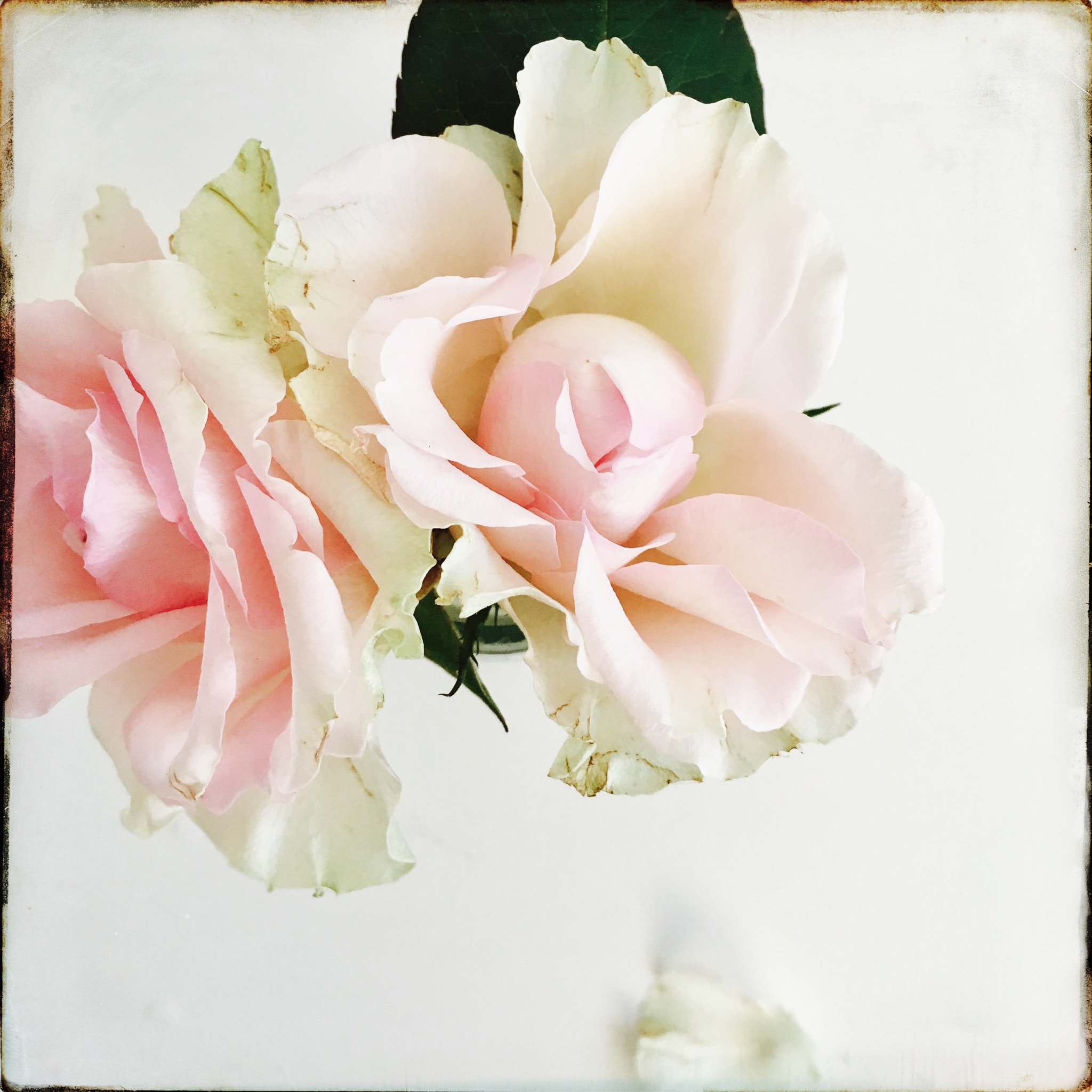 Hipstamatic 331 sample photo. Roses photography