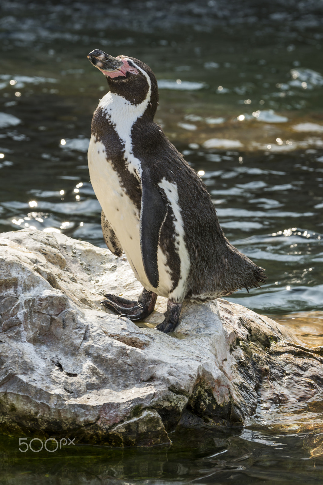 Nikon D810 sample photo. Nördlicher felsenpinguin photography