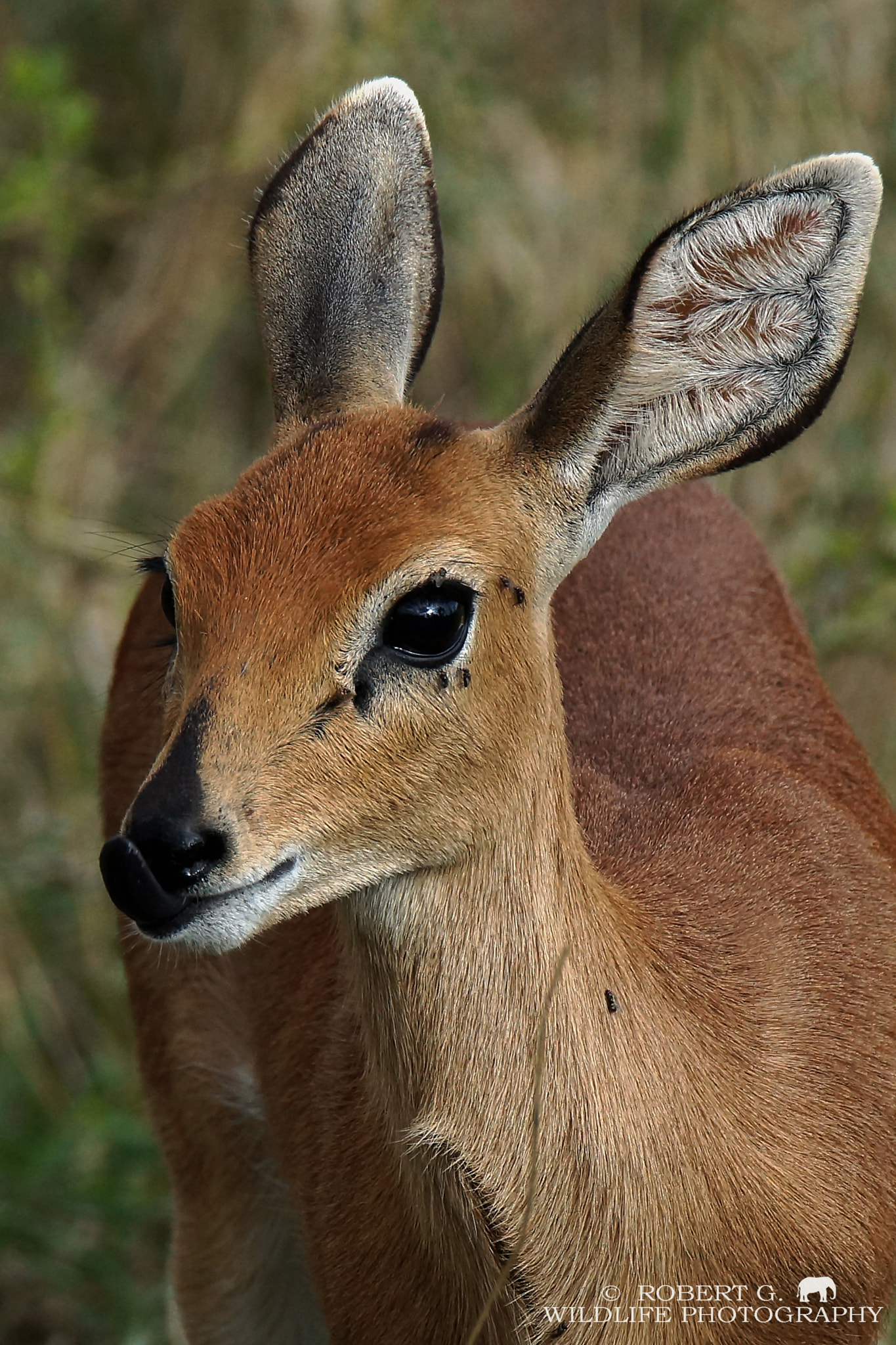 Tamron SP 150-600mm F5-6.3 Di VC USD sample photo. Antilope portrait masai mara 2016 photography