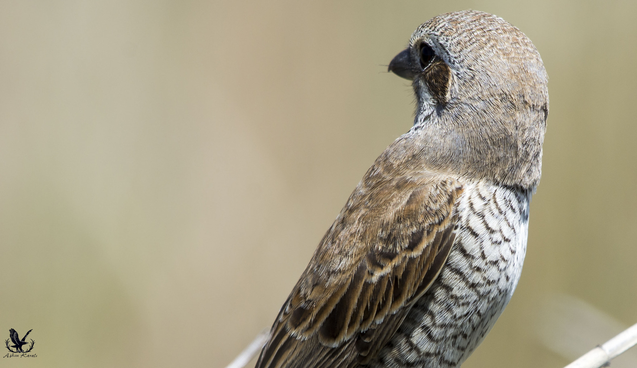 Nikon AF-S Nikkor 200-500mm F5.6E ED VR sample photo. Kızılsırtlı örümcekkuşu » red-backed shrike » lani photography