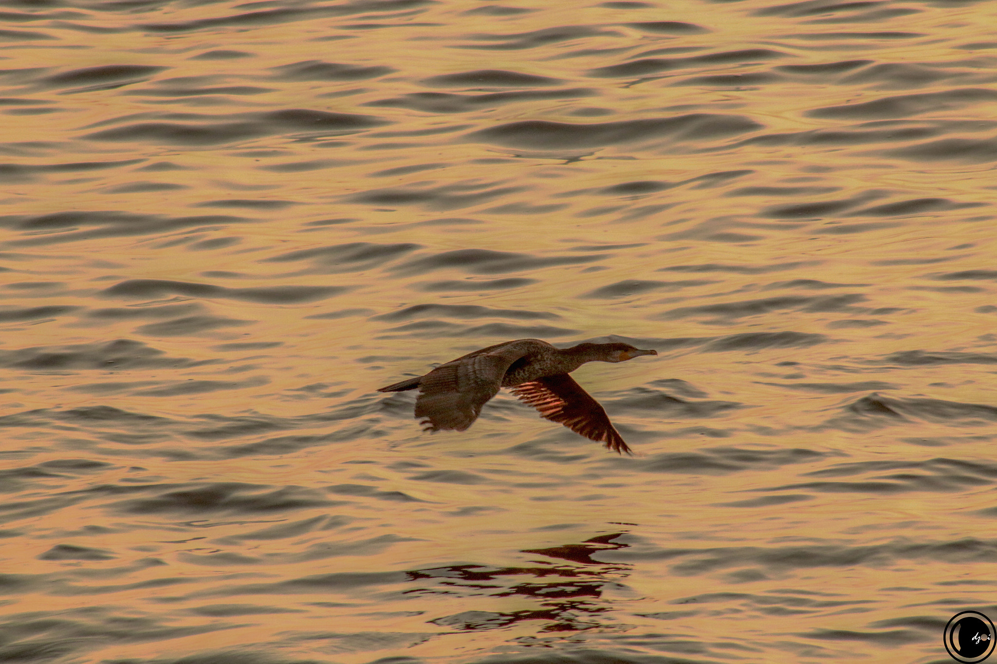 Canon EOS 70D + EF75-300mm f/4-5.6 sample photo. Dare to fly photography