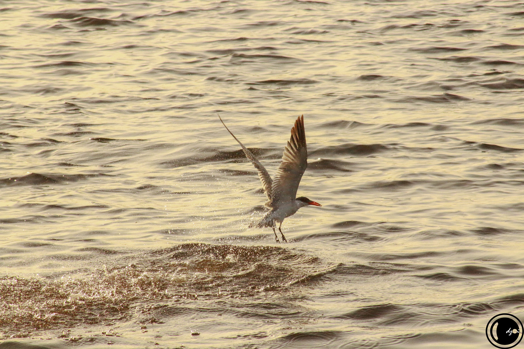 EF75-300mm f/4-5.6 sample photo. Soar photography