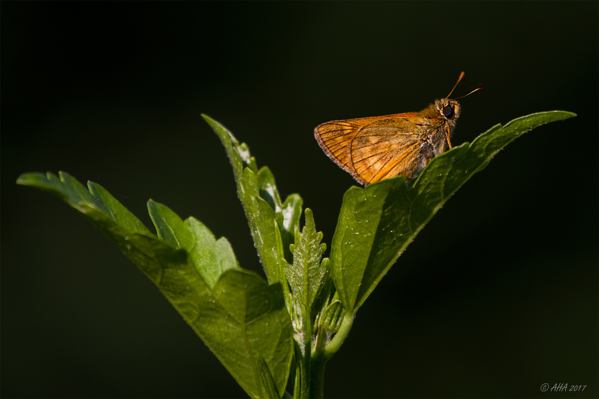 Canon EOS 7D + Canon EF 70-200mm F2.8L IS II USM sample photo. Waiting photography