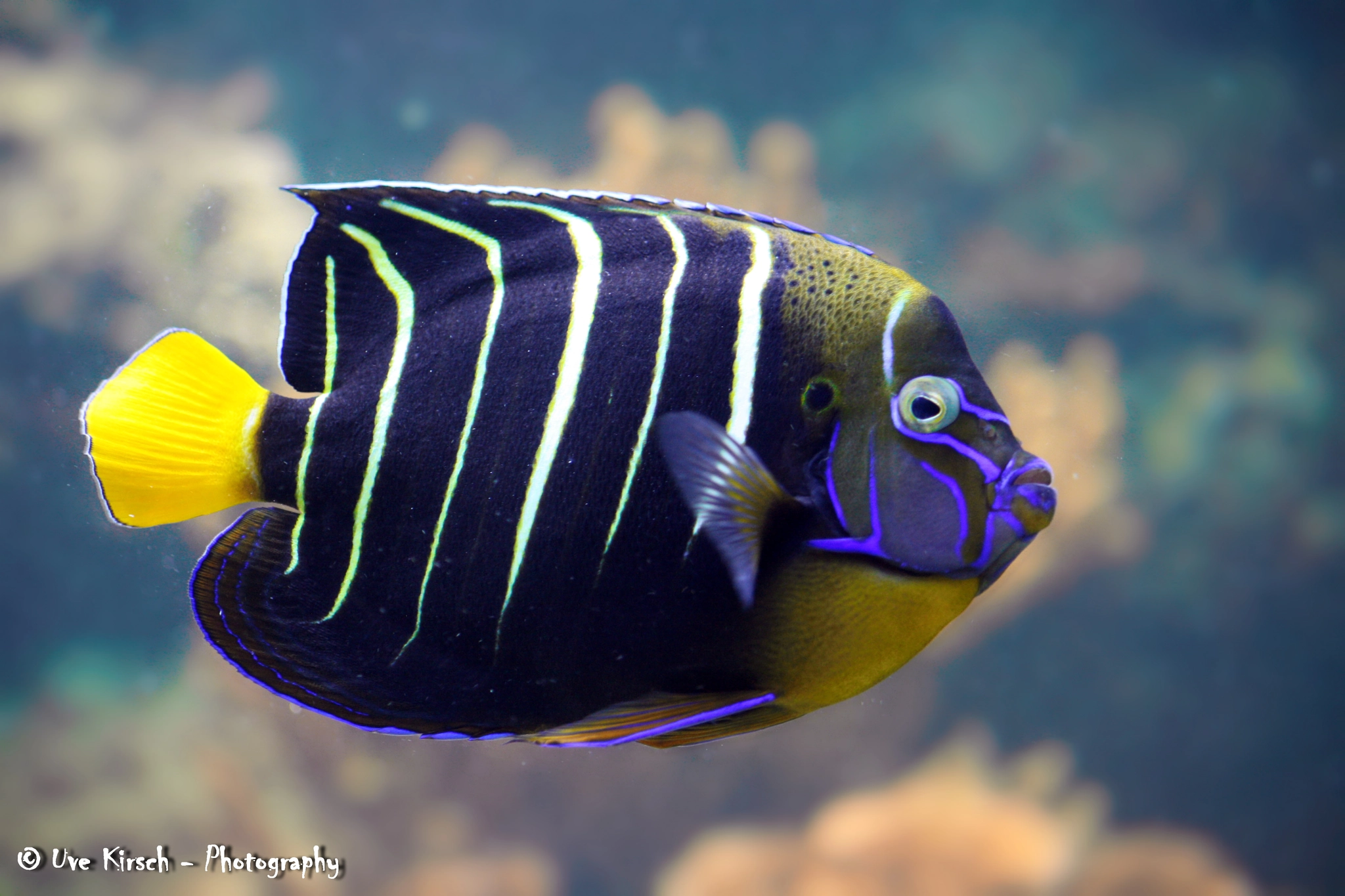 Canon EF-S 55-250mm F4-5.6 IS sample photo. Tropical fish photography