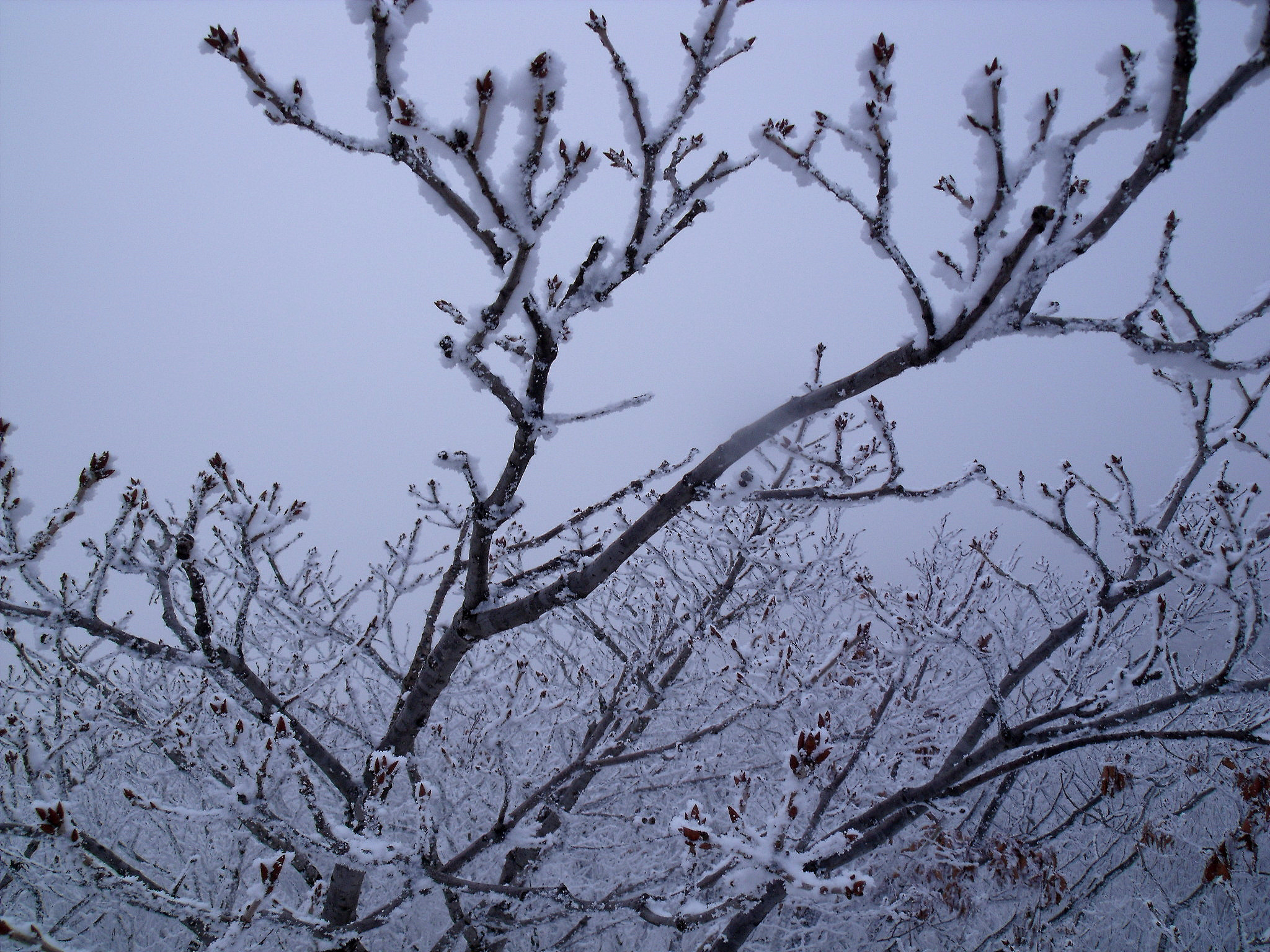 Fujifilm FinePix J110W sample photo. Winter trees photography