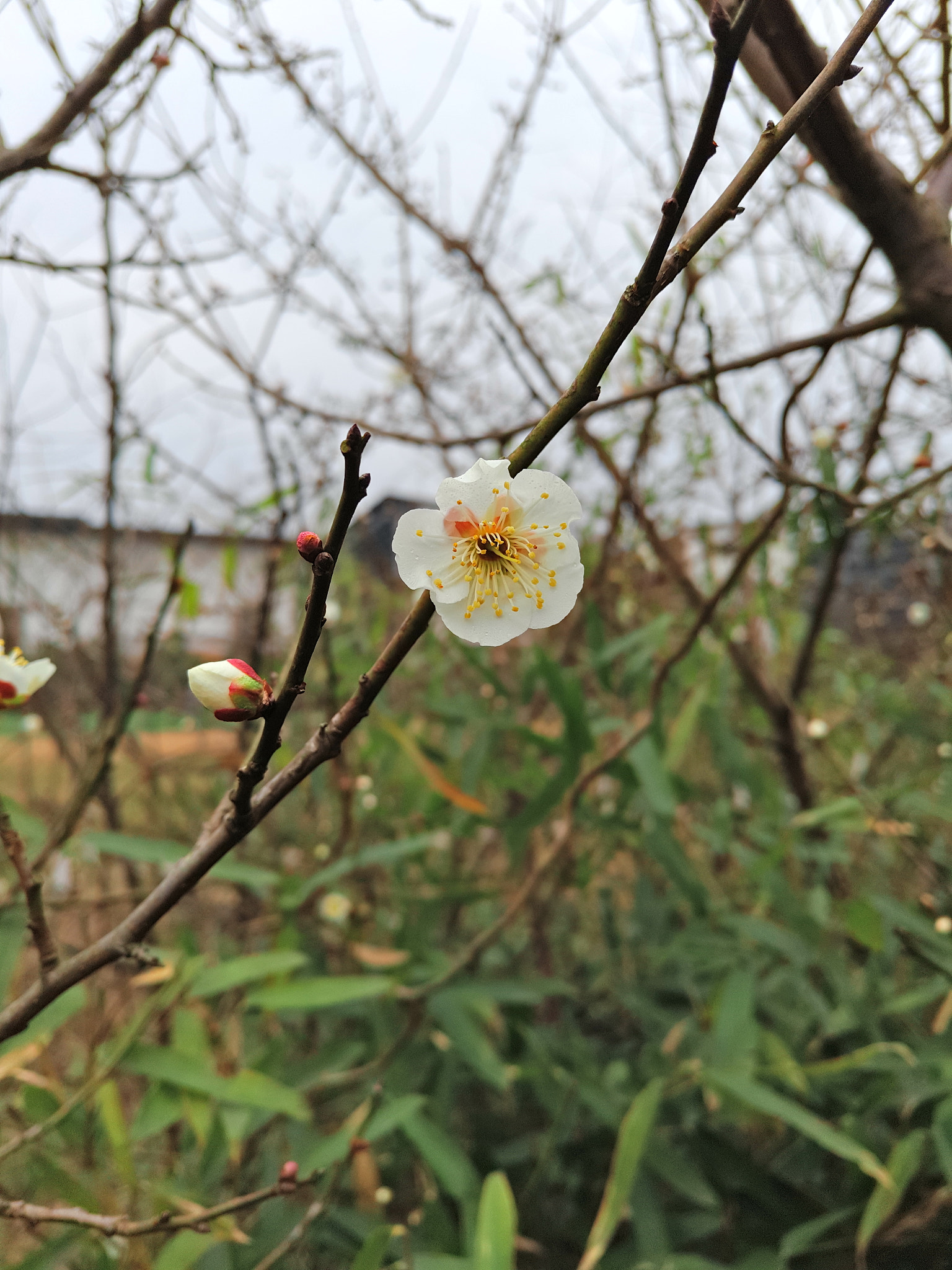 Meizu PRO 5 sample photo. Flower photography