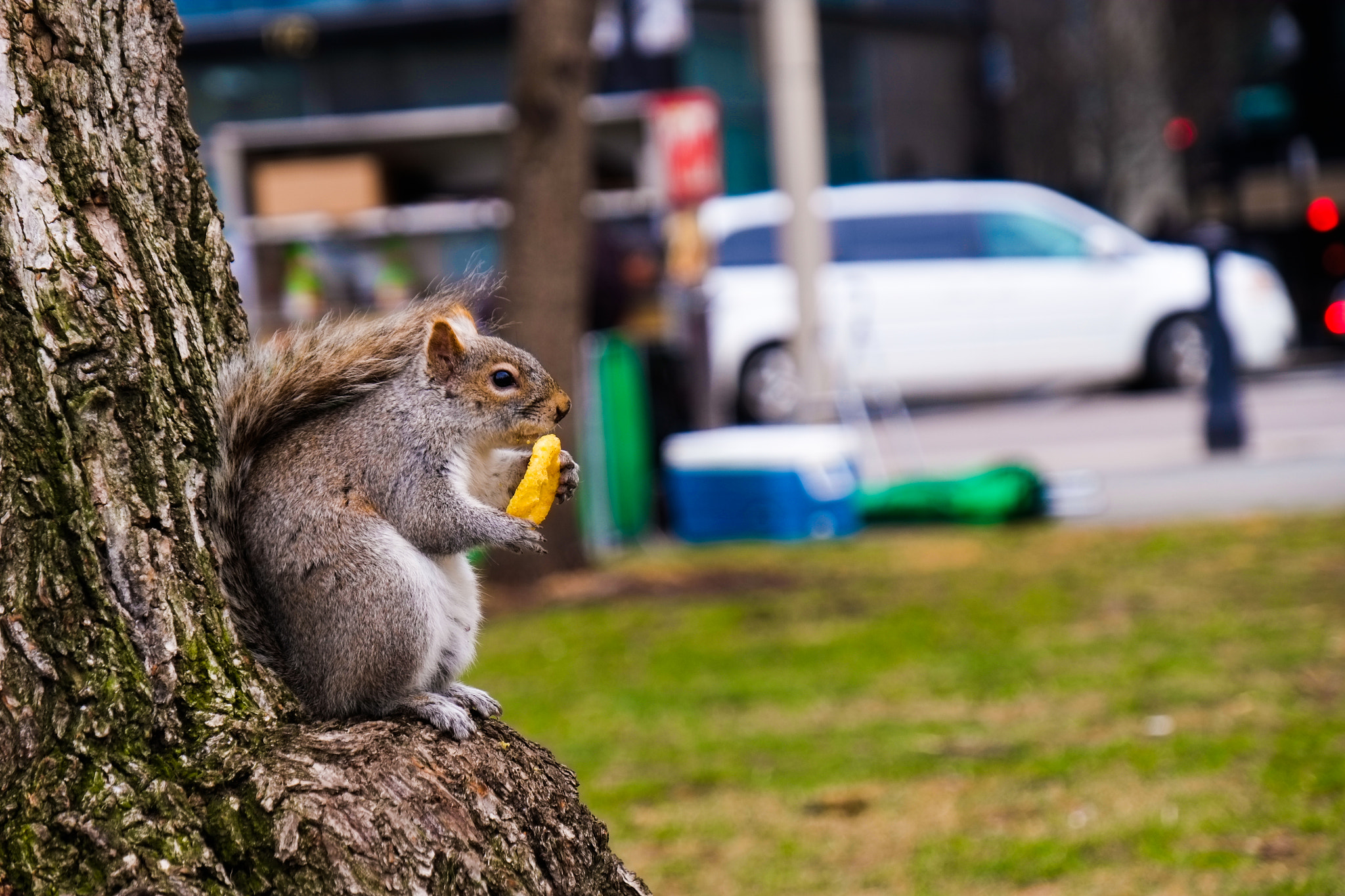 Fujifilm X-E1 + Fujifilm XF 18-135mm F3.5-5.6 R LM OIS WR sample photo. Chilling by the tree with a snack photography
