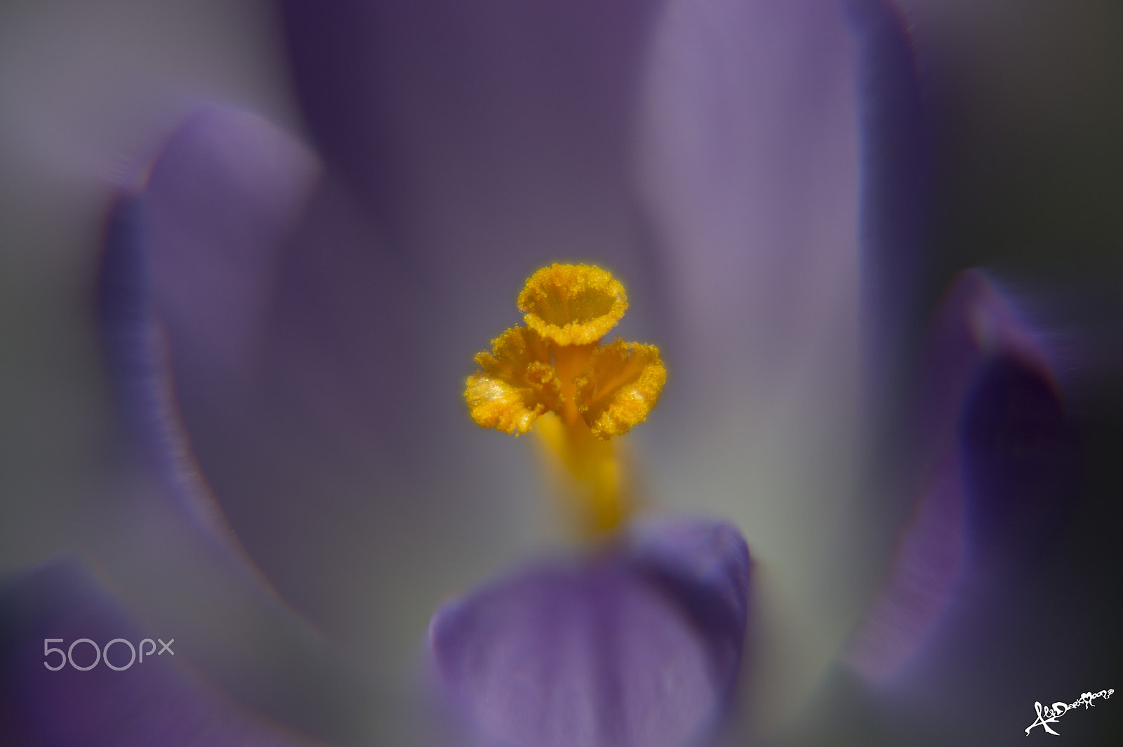Nikon D3200 sample photo. Crocus heart photography