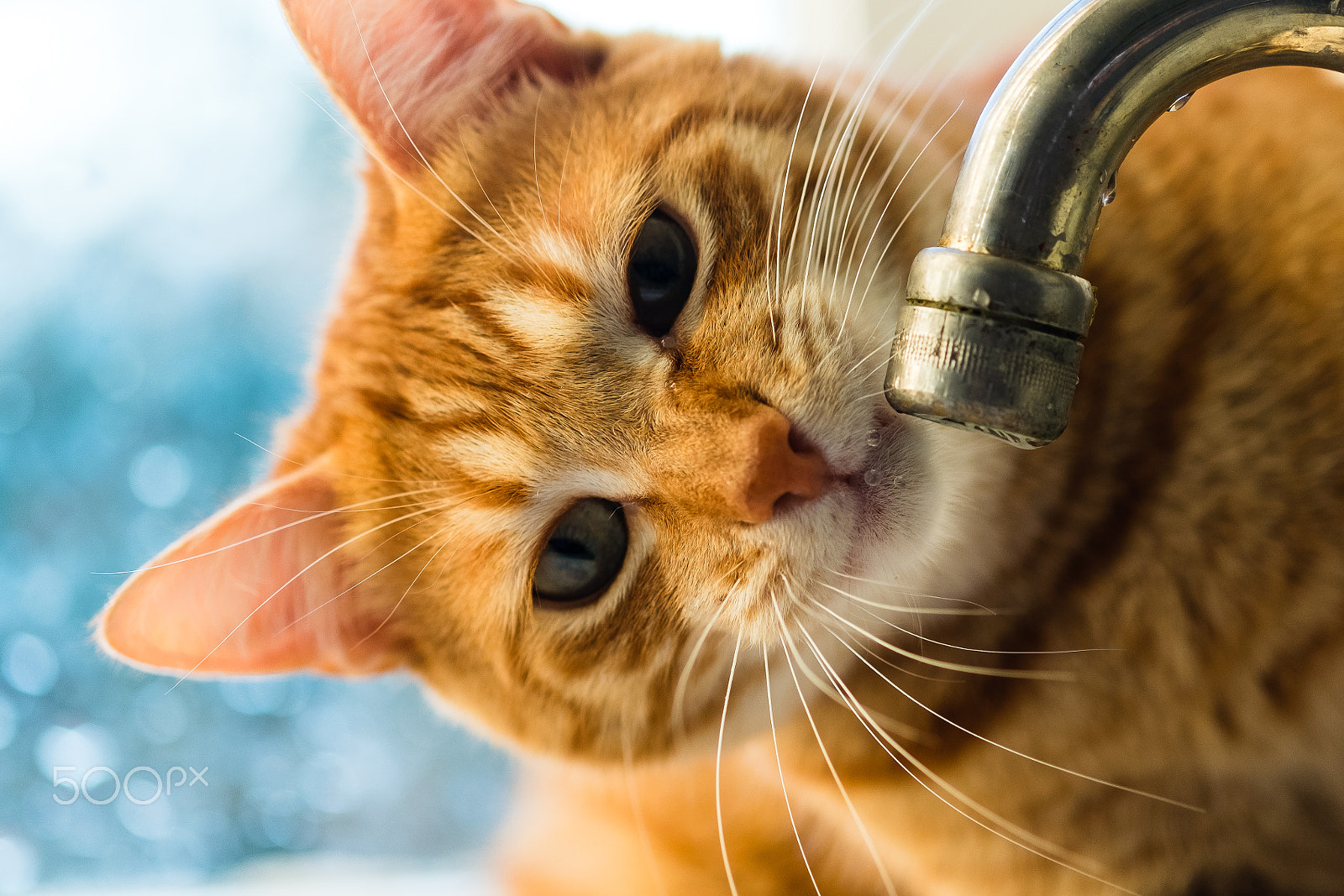 Fujifilm X-T10 + Fujifilm XF 60mm F2.4 R Macro sample photo. The cat and the drops photography