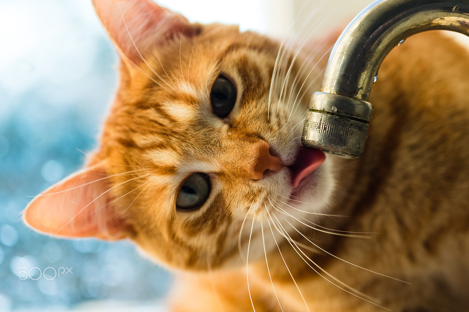 Fujifilm X-T10 + Fujifilm XF 60mm F2.4 R Macro sample photo. The cat and the drops photography