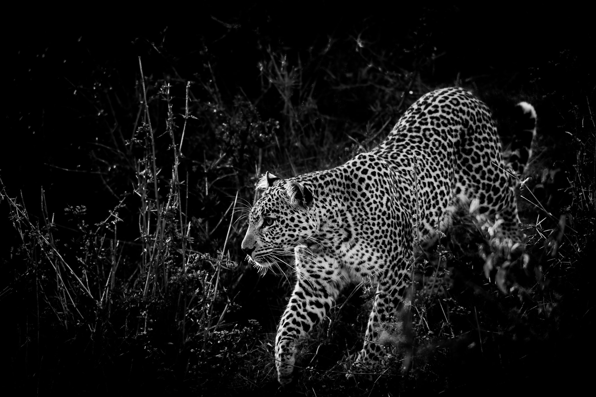 Nikon D810 sample photo. B&w dawn patrol photography
