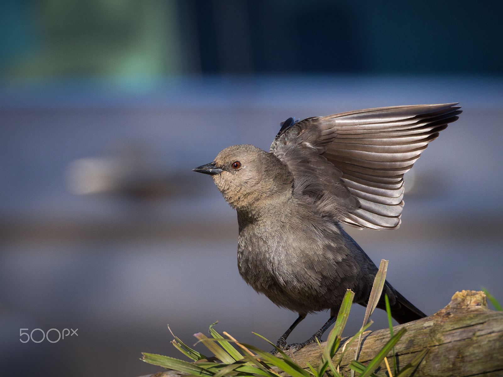 Olympus OM-D E-M5 sample photo. Flying lady photography