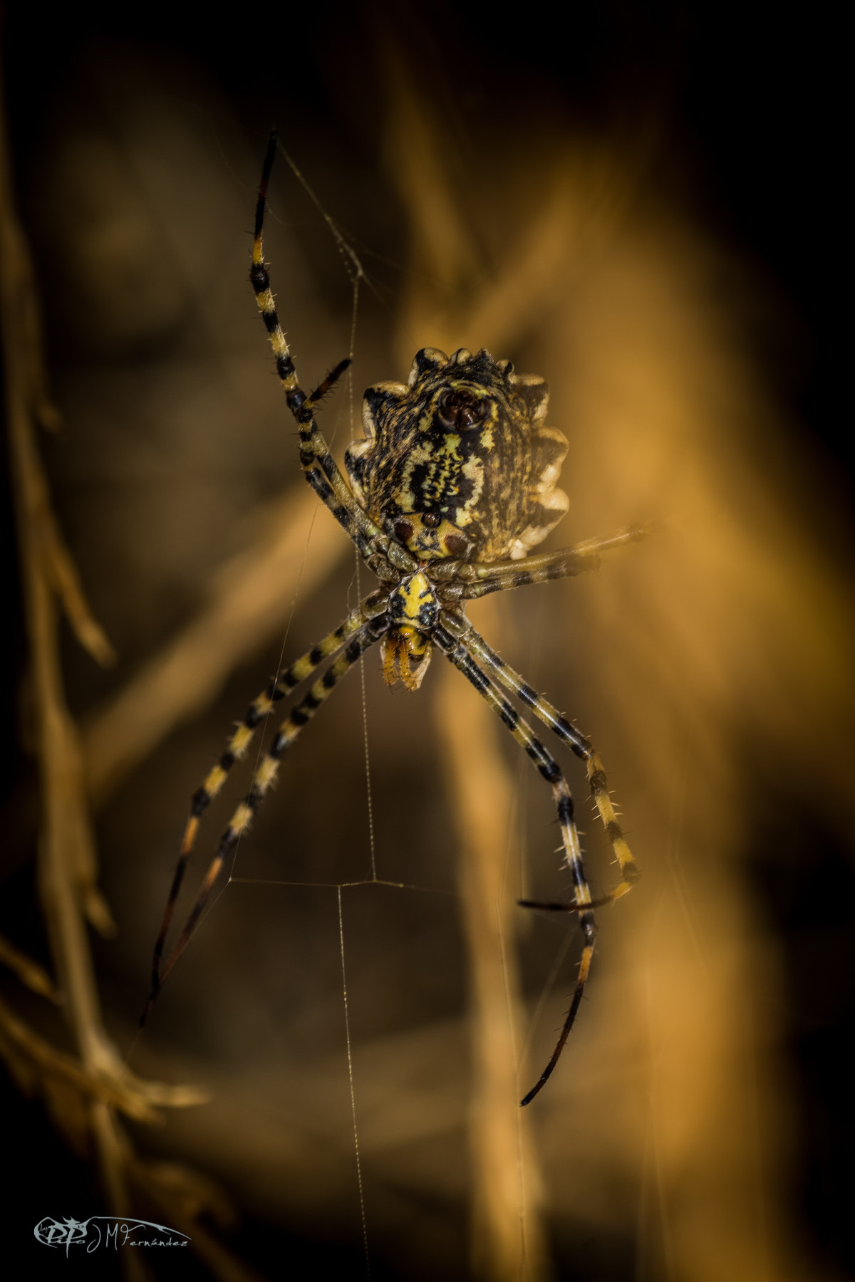 Canon EF 100mm F2.8 Macro USM sample photo. Argiope lobata. araña tigre. photography