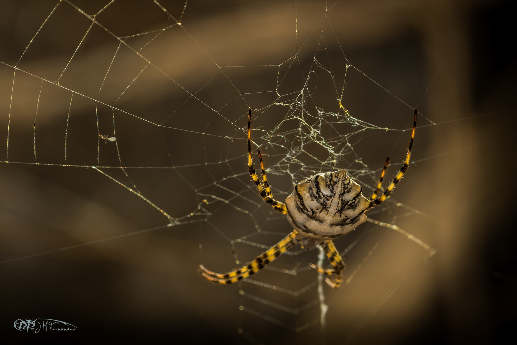 Canon EF 100mm F2.8 Macro USM sample photo. Argiope lobata. araña tigre. photography