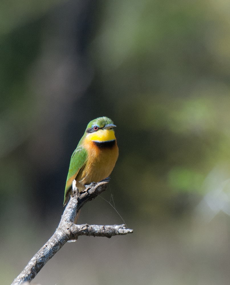 Nikon D2X sample photo. Little bee eater photography