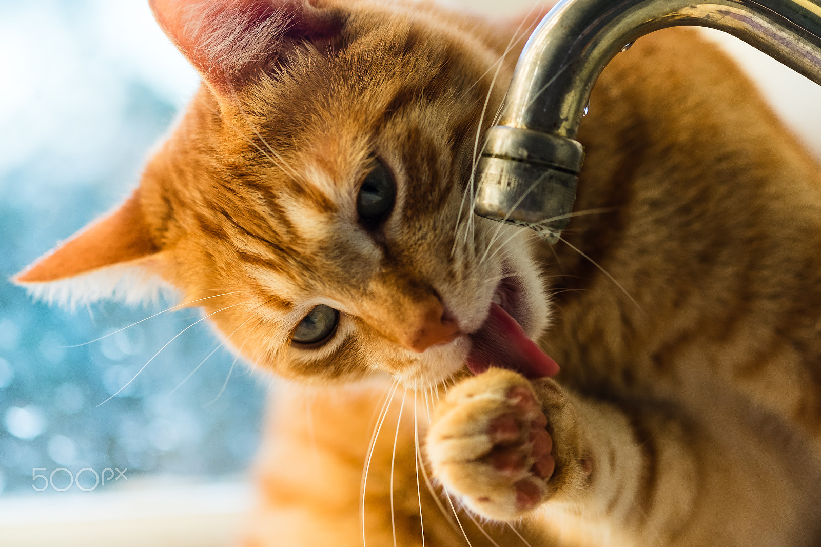 Fujifilm X-T10 + Fujifilm XF 60mm F2.4 R Macro sample photo. The cat and the drops photography